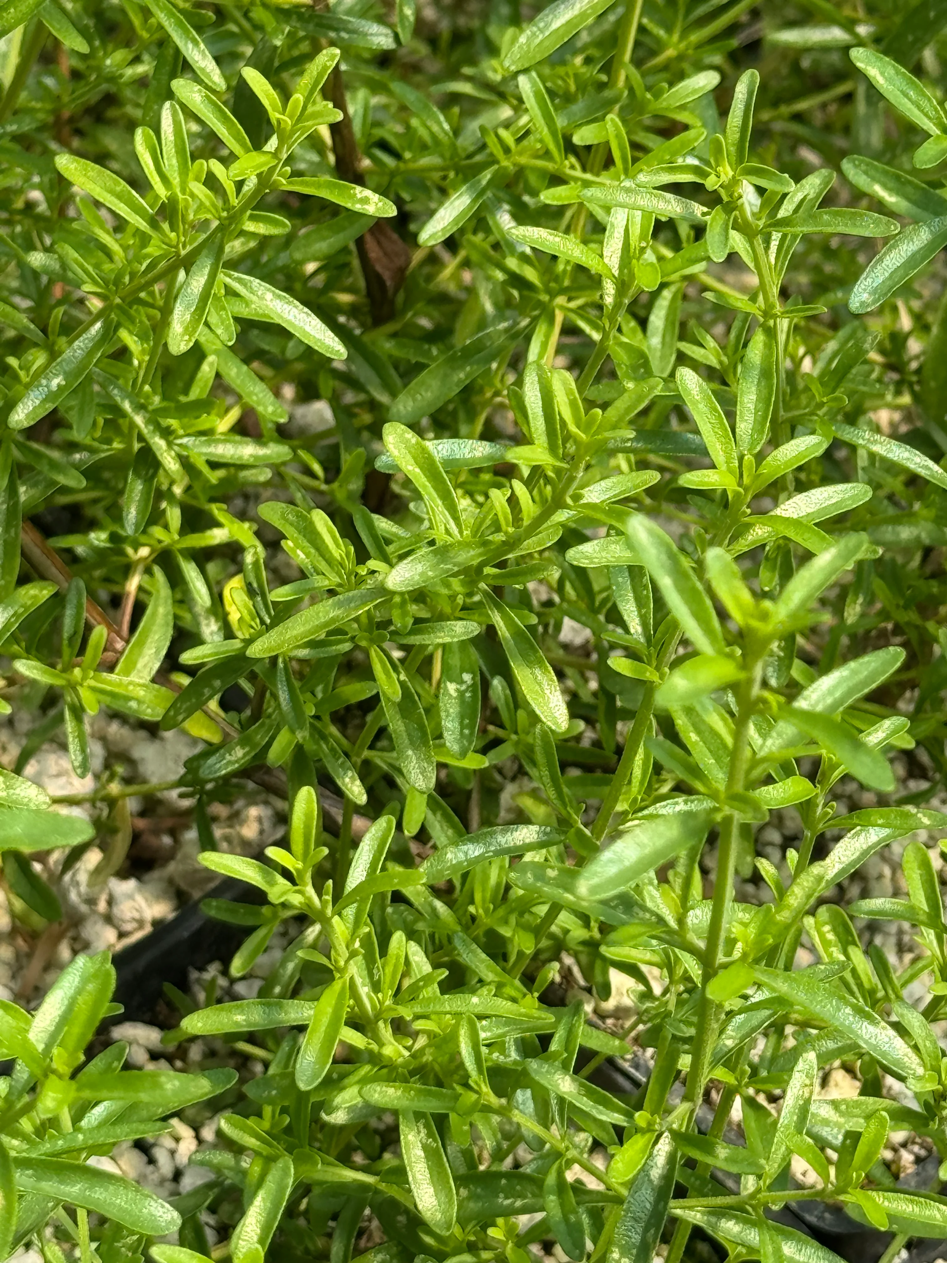 Satureja gilliesii - Image 4