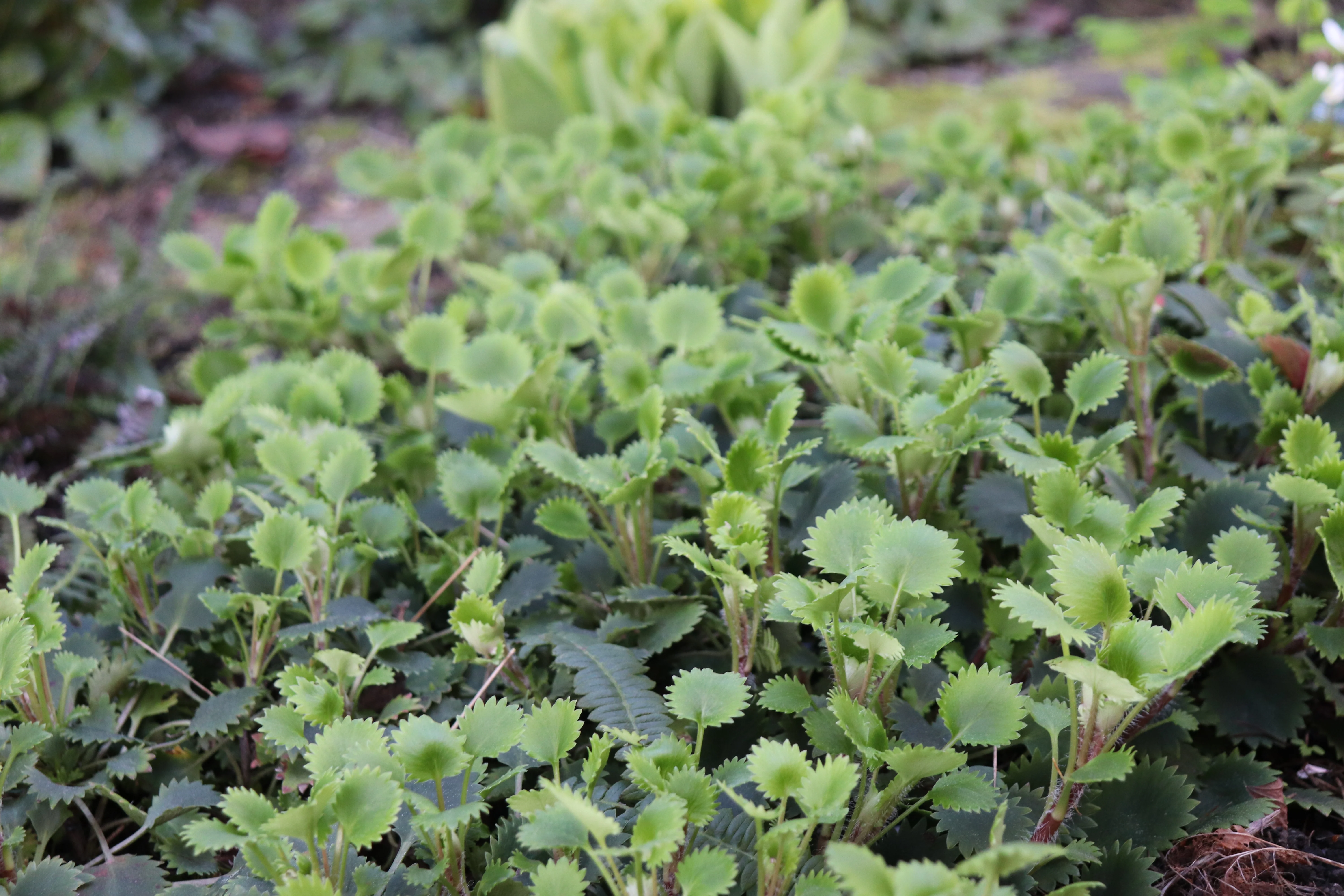 *RETAIL - Saxifraga x geum 'Dentata' - Image 2