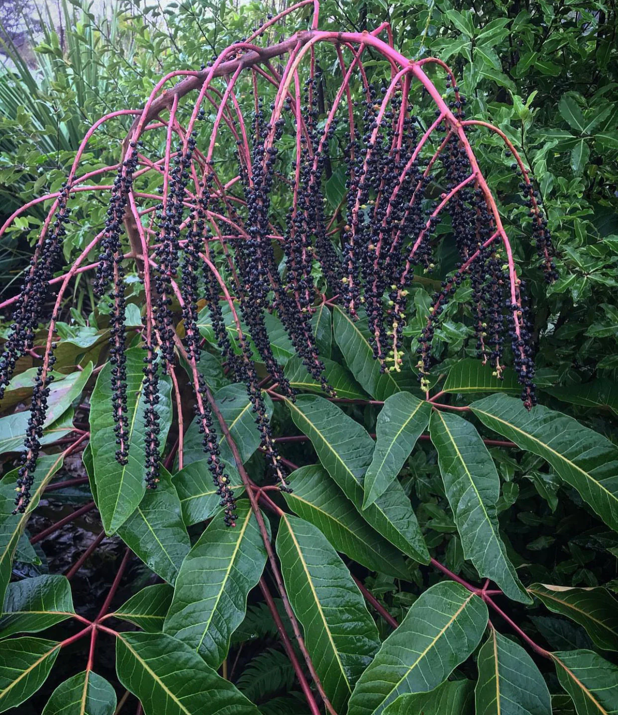 *RETAIL - Schefflera delavayi - Image 3