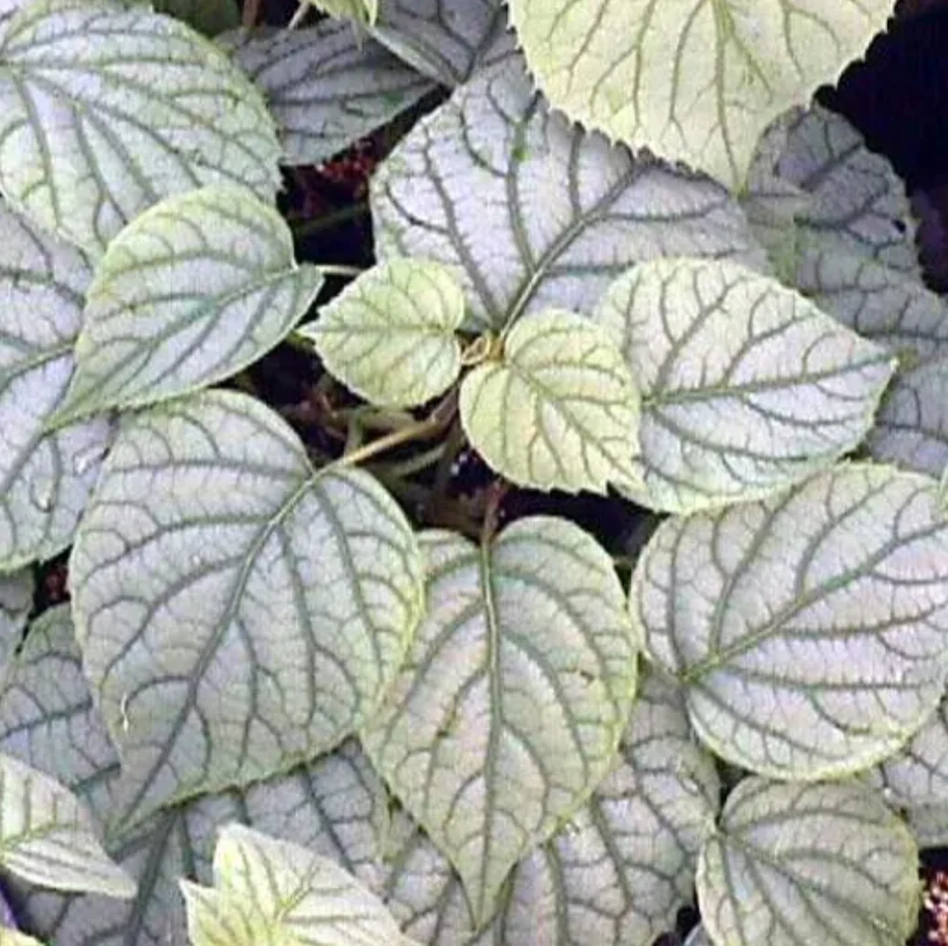 *RETAIL - Schizophragma hydrangeoides 'Moonlight'