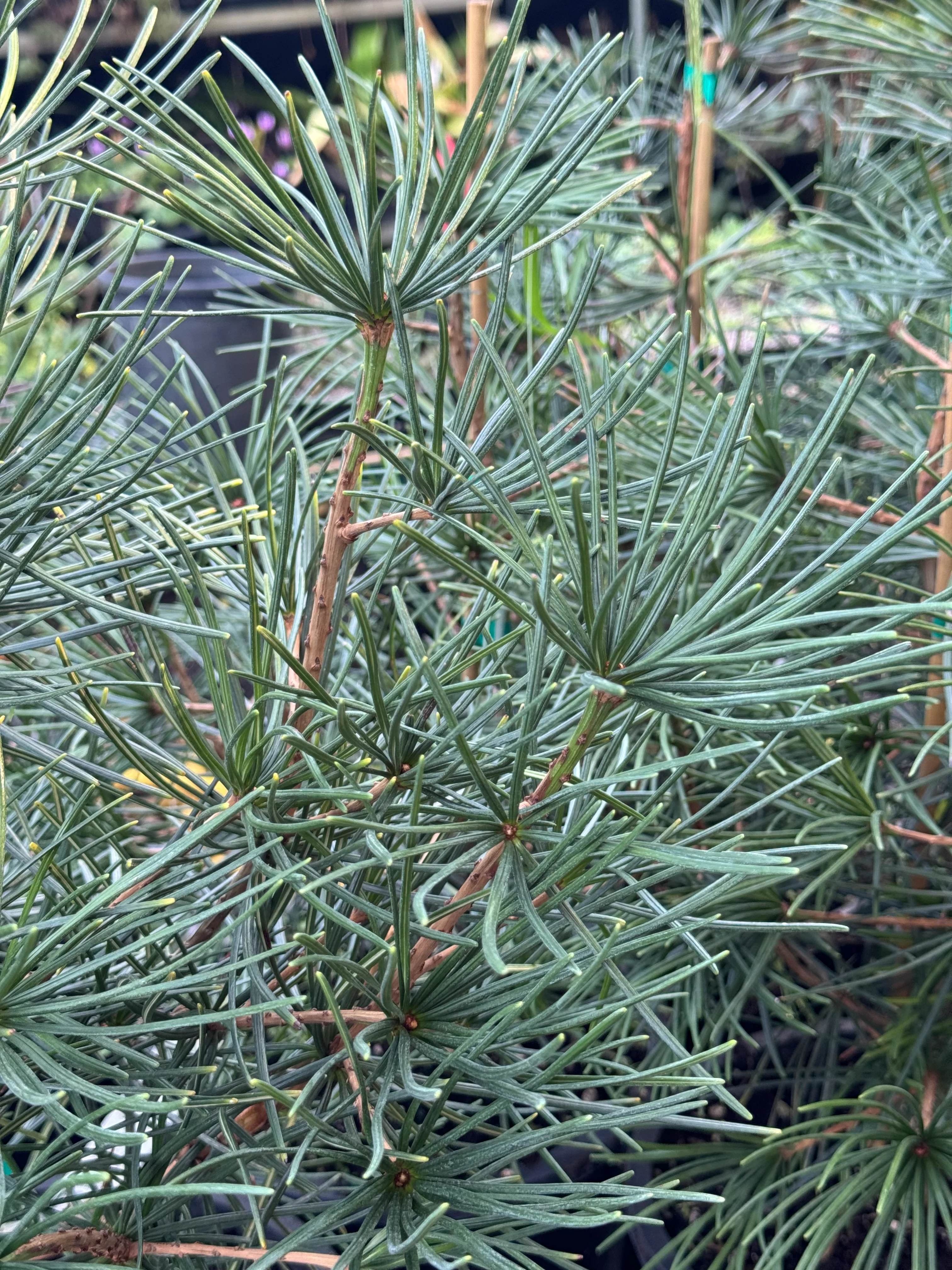 *RETAIL - Sciadopitys verticilliata - Image 2