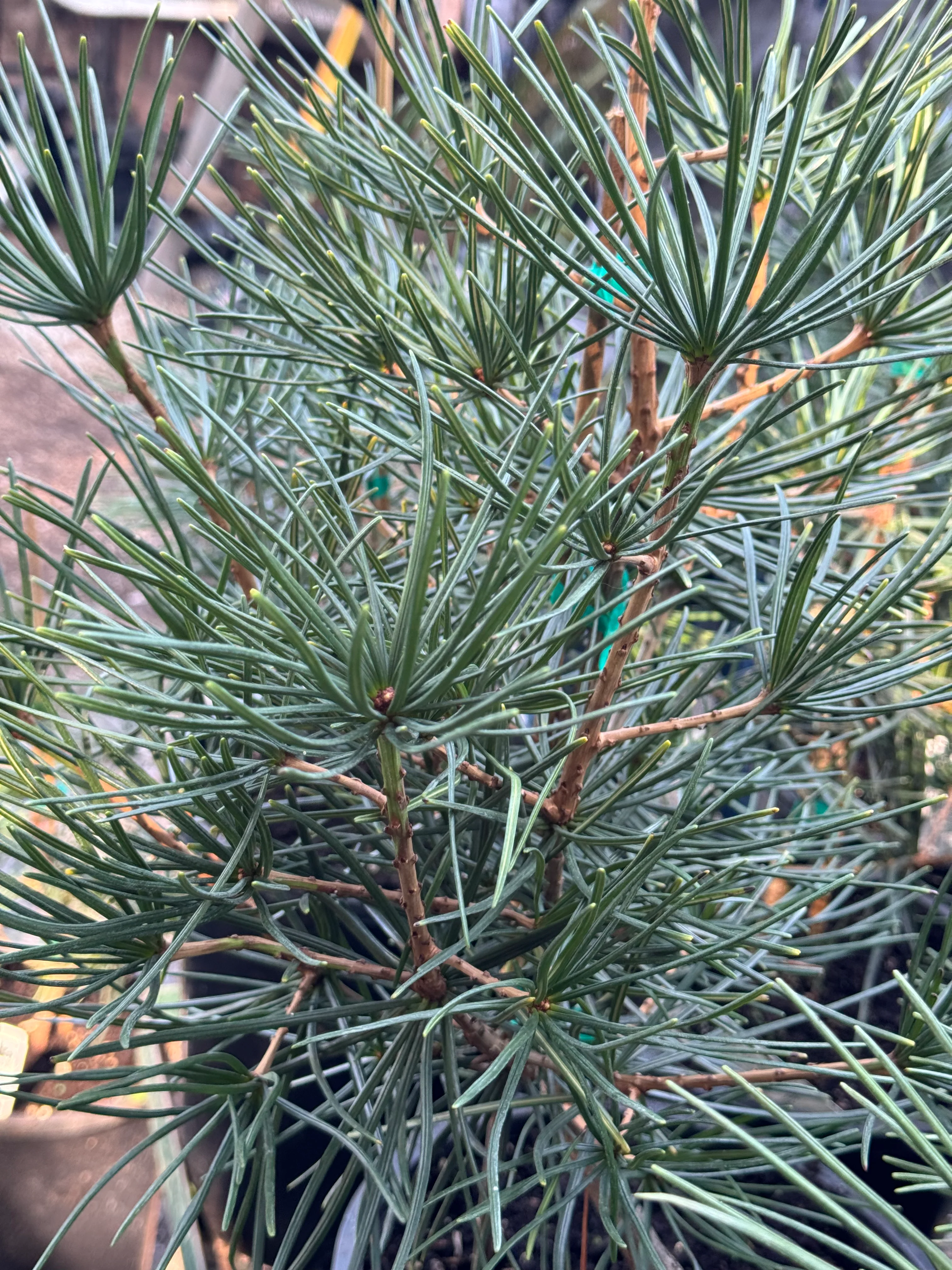 *RETAIL - Sciadopitys verticilliata - Image 3