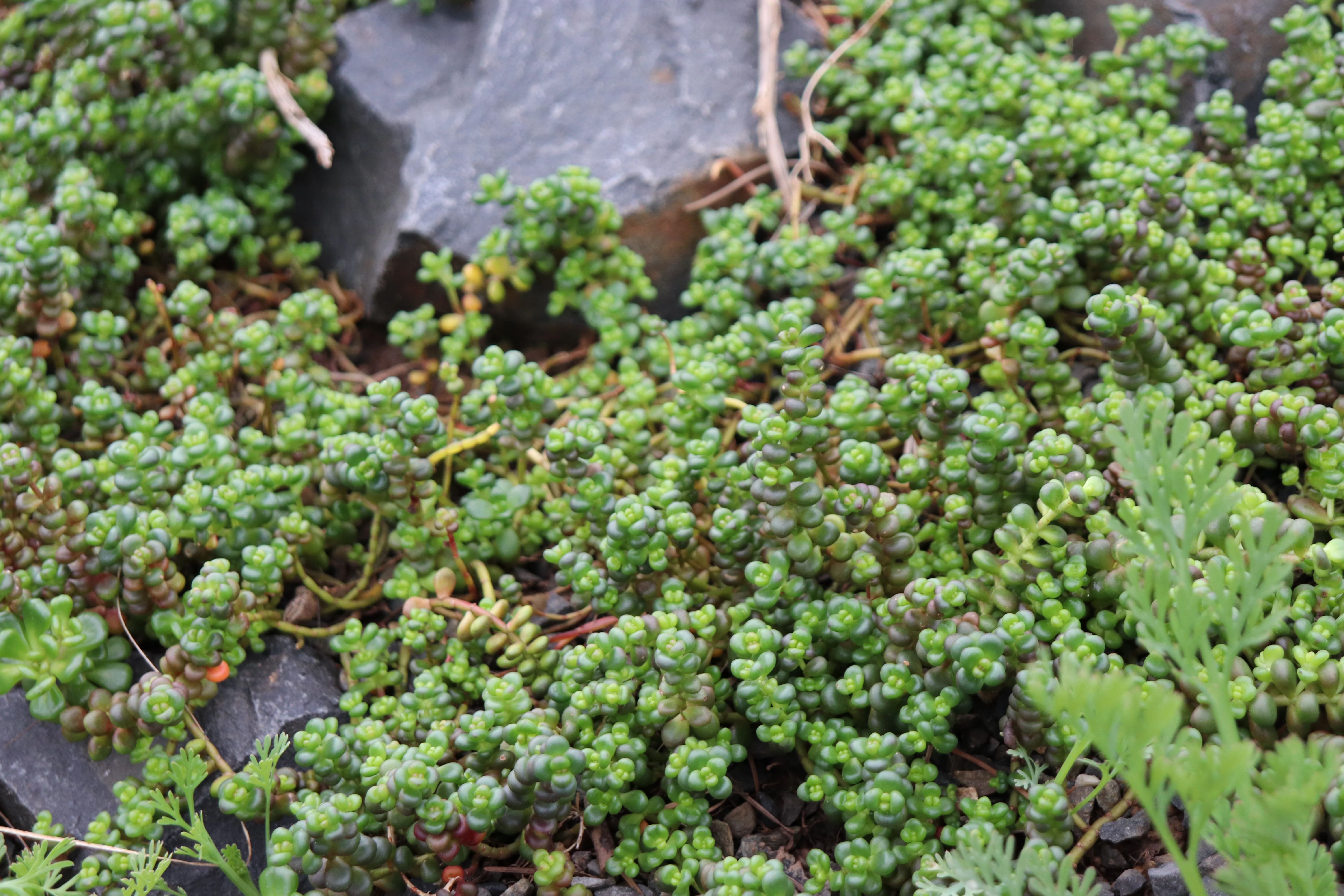 *RETAIL - Sedum divergens - Image 2