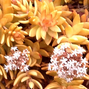 *RETAIL - Sedum nussbaumerianum - Image 2