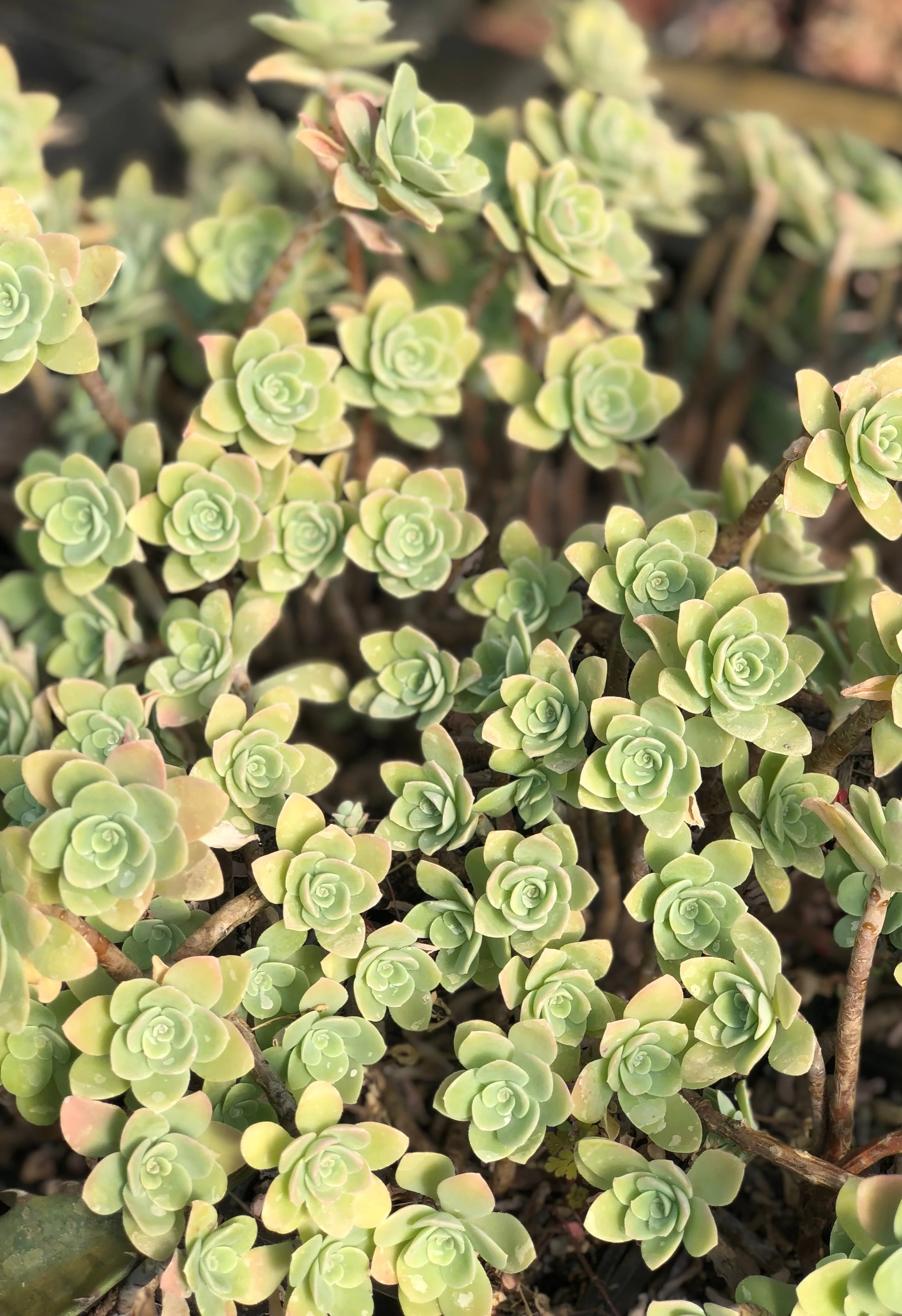 *RETAIL - Sedum palmeri 'Guatemala'