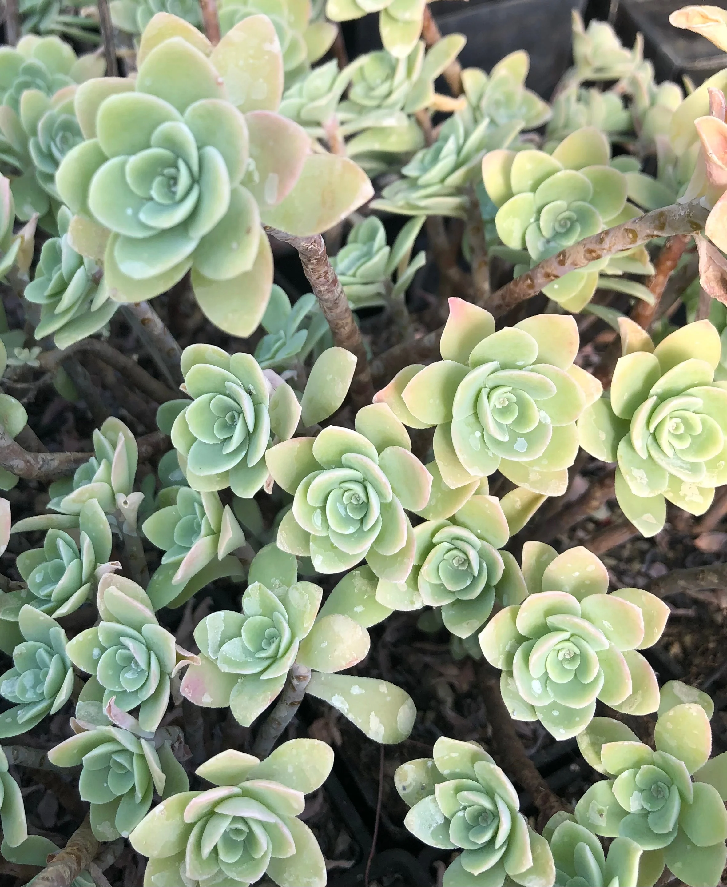 *RETAIL - Sedum palmeri 'Guatemala' - Image 2