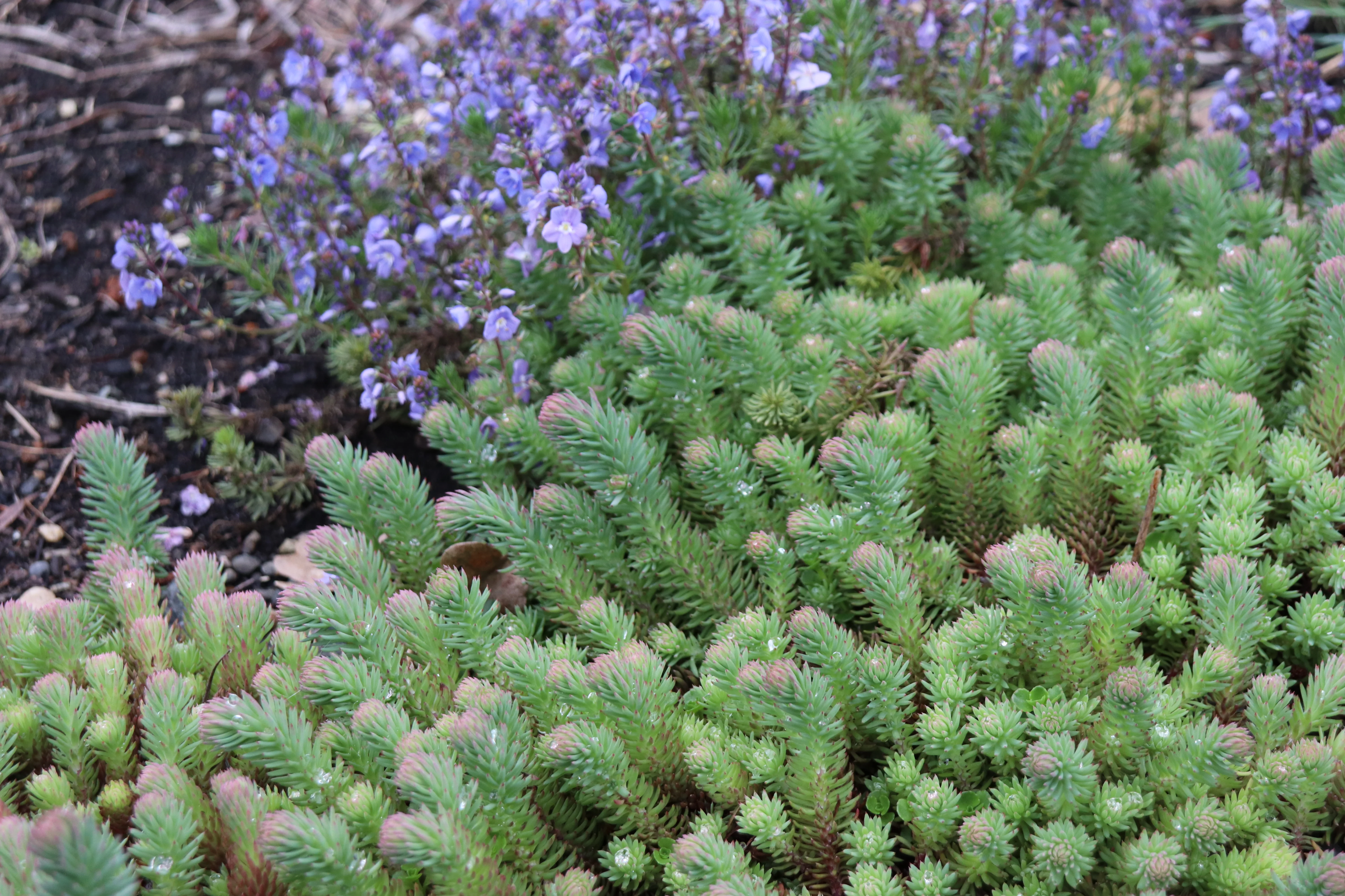*RETAIL - Sedum rupestre 'Blue Spruce' - Image 2