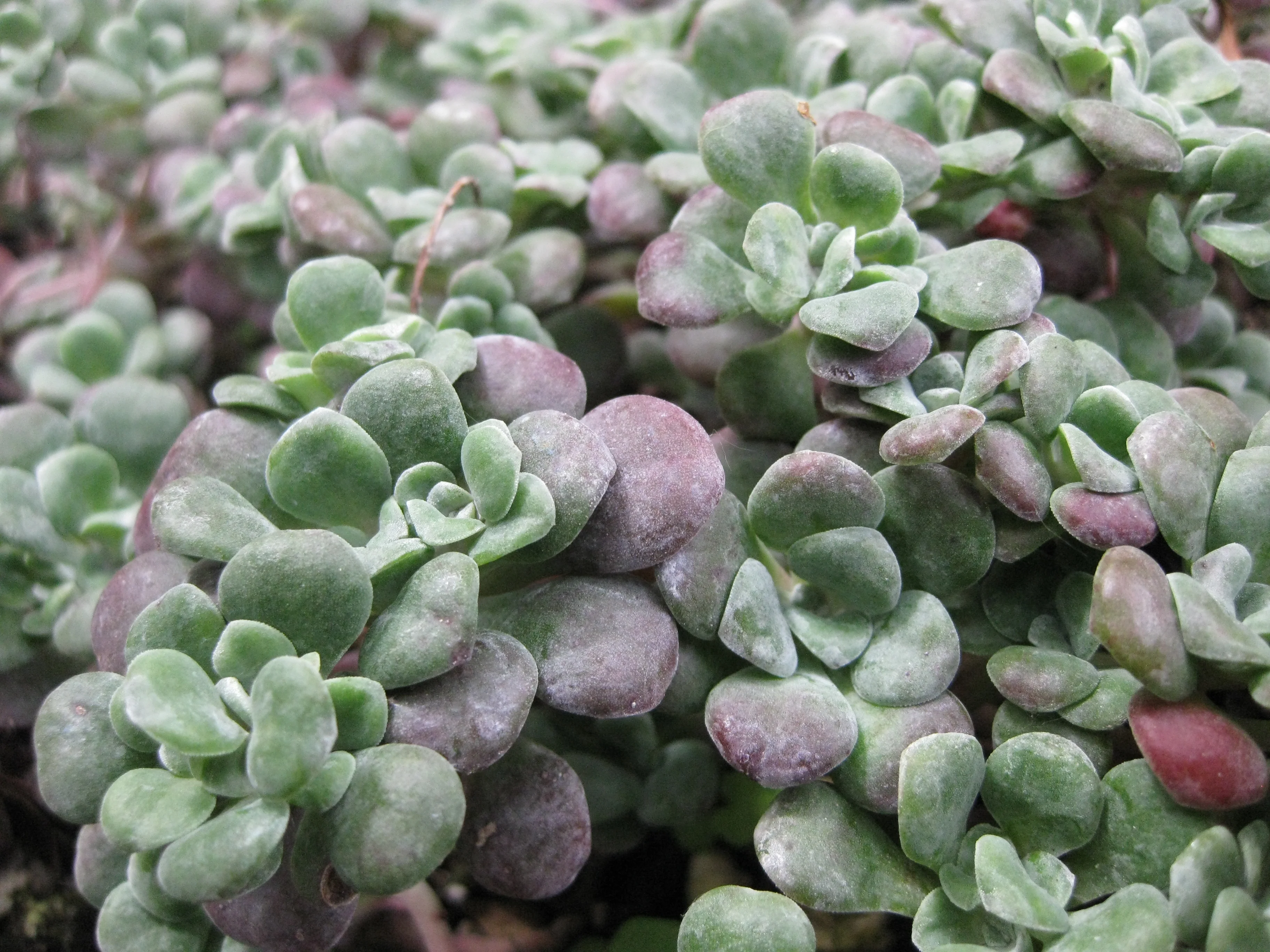 *RETAIL - Sedum spathulifolium 'Purpureum'