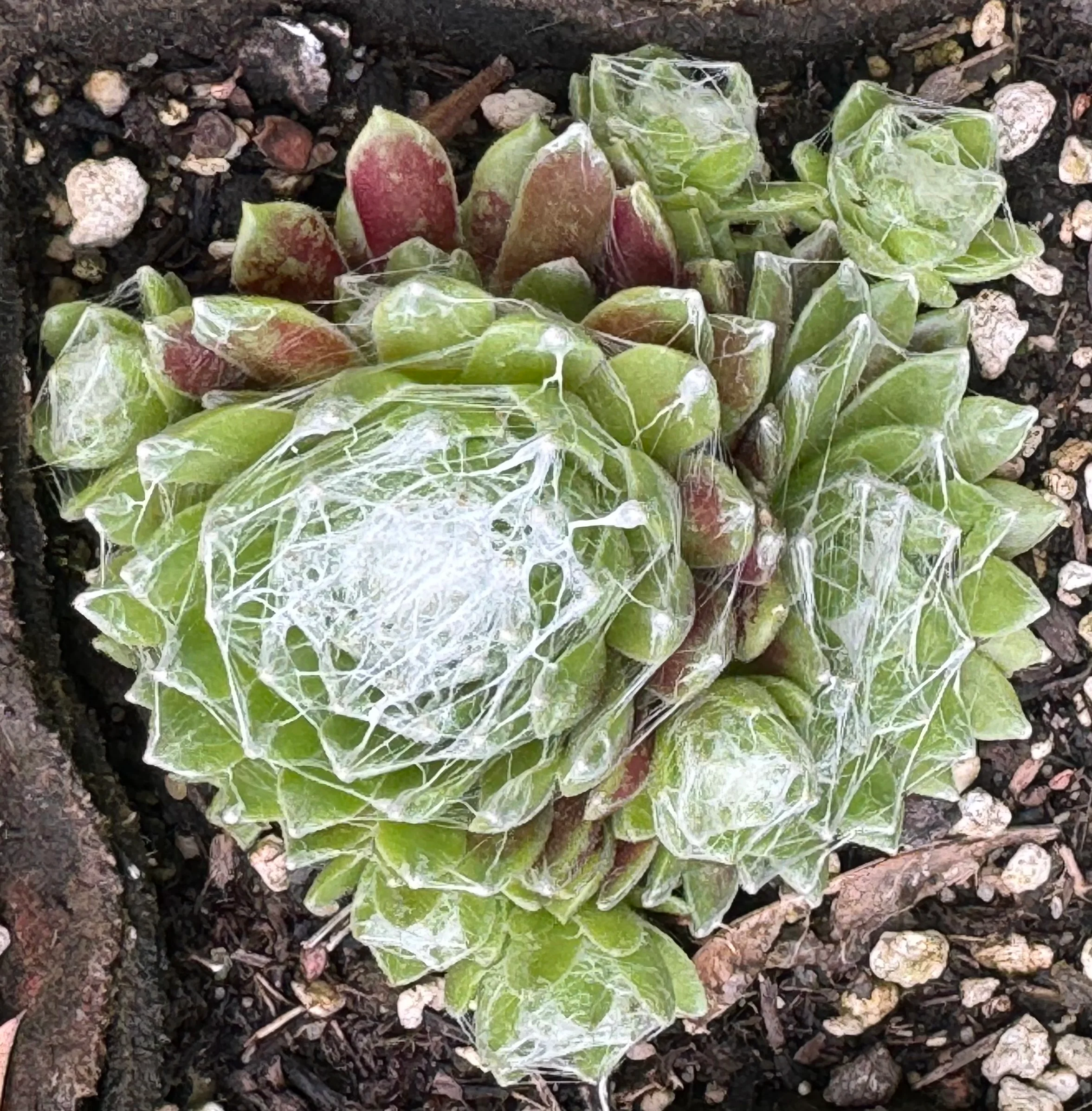 Sempervivum arachnoideum 'Bascour Silver' - Image 3