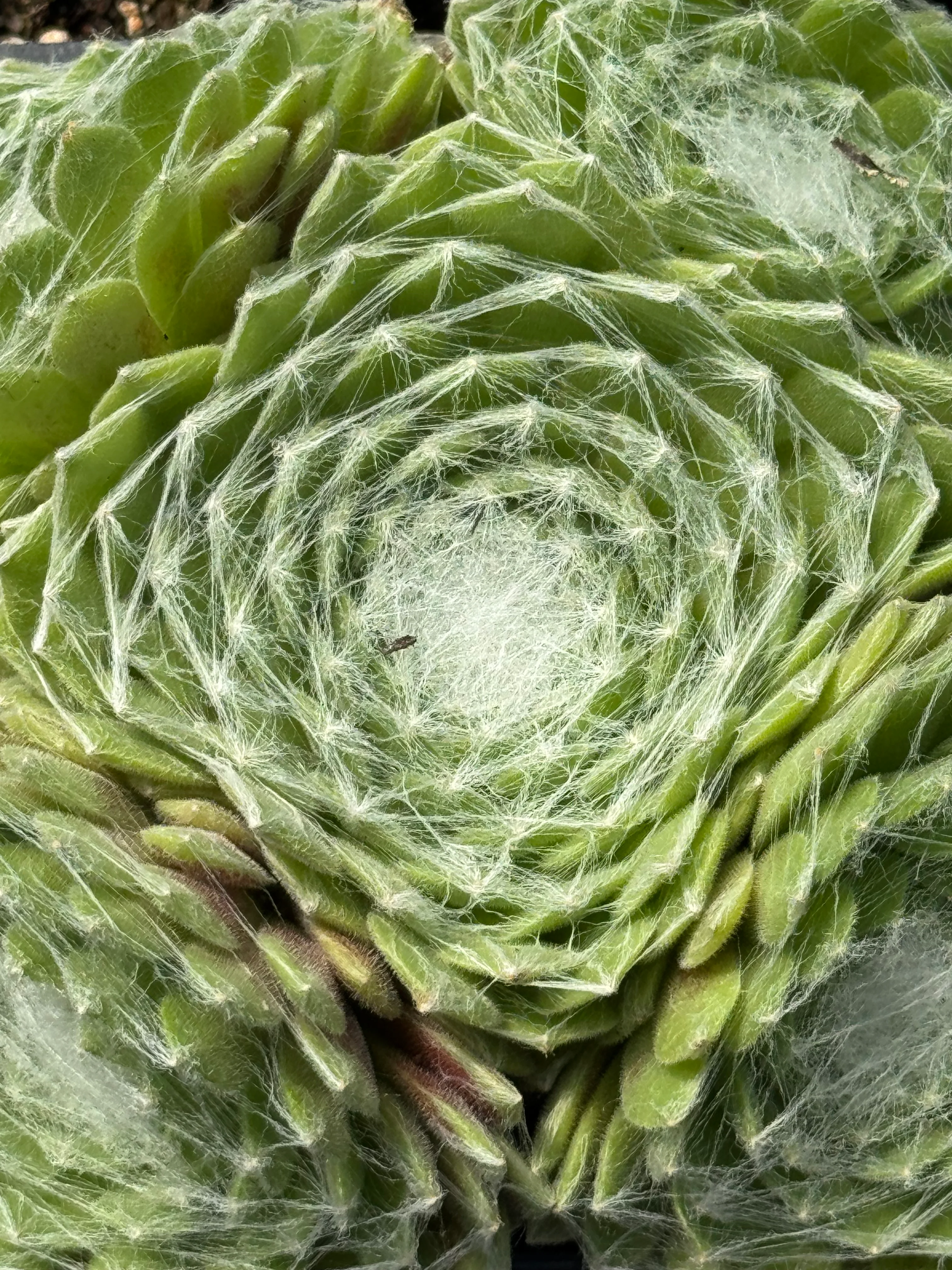 *RETAIL - Sempervivum arachnoideum 'Cebenense' - Image 2