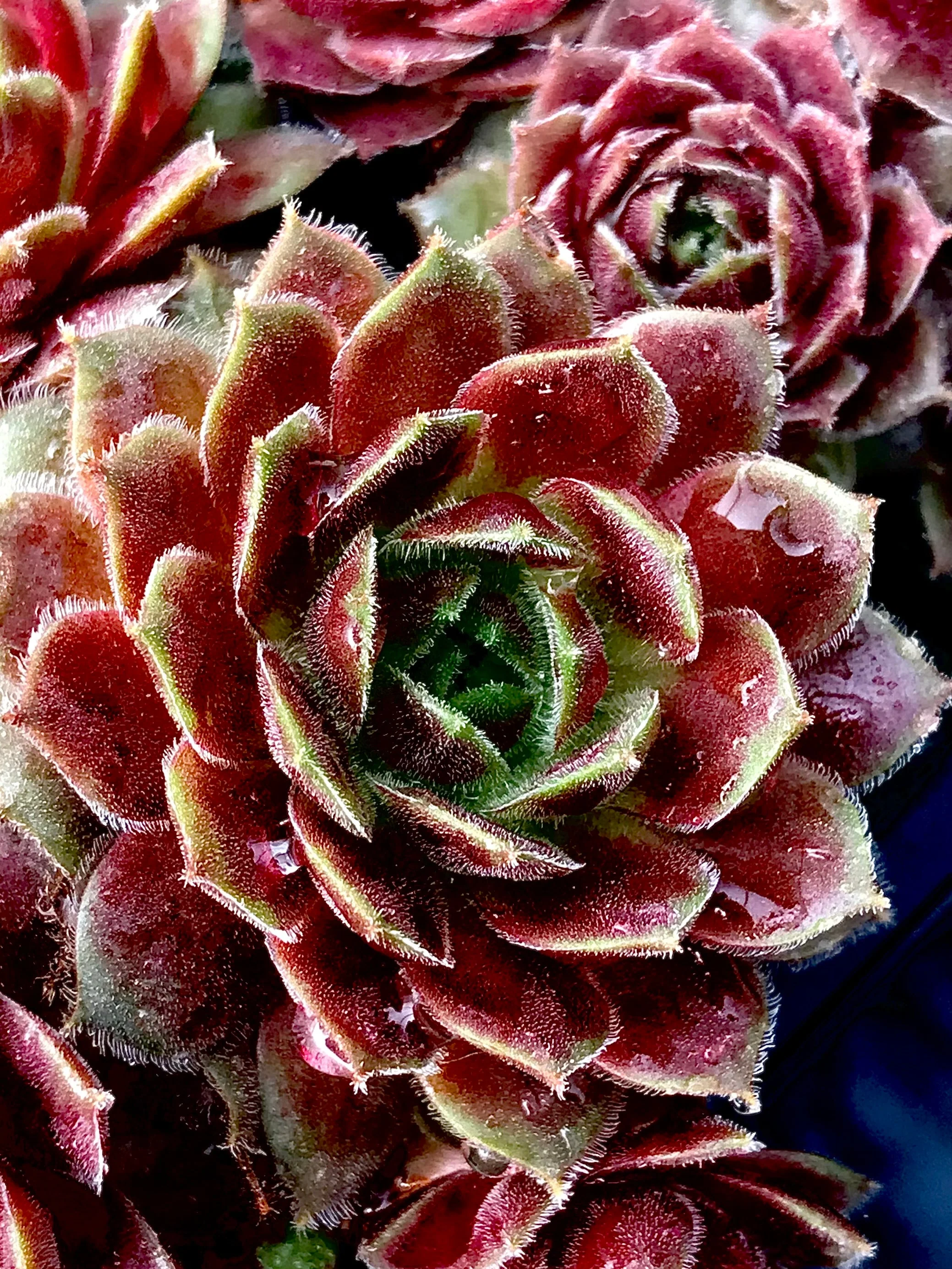 *RETAIL - Sempervivum 'Cold Fire'