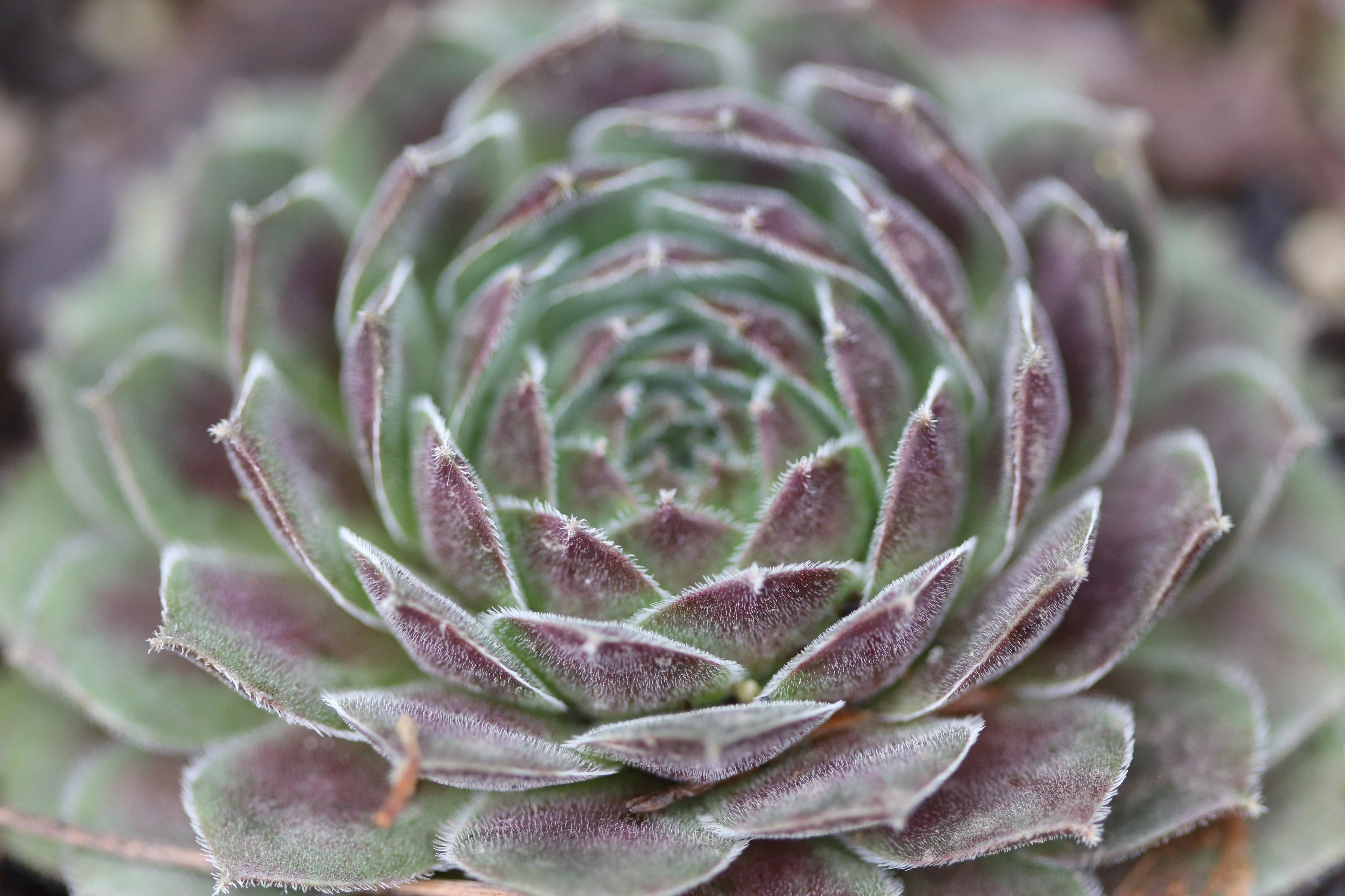 *RETAIL - Sempervivum 'Cold Fire' - Image 2