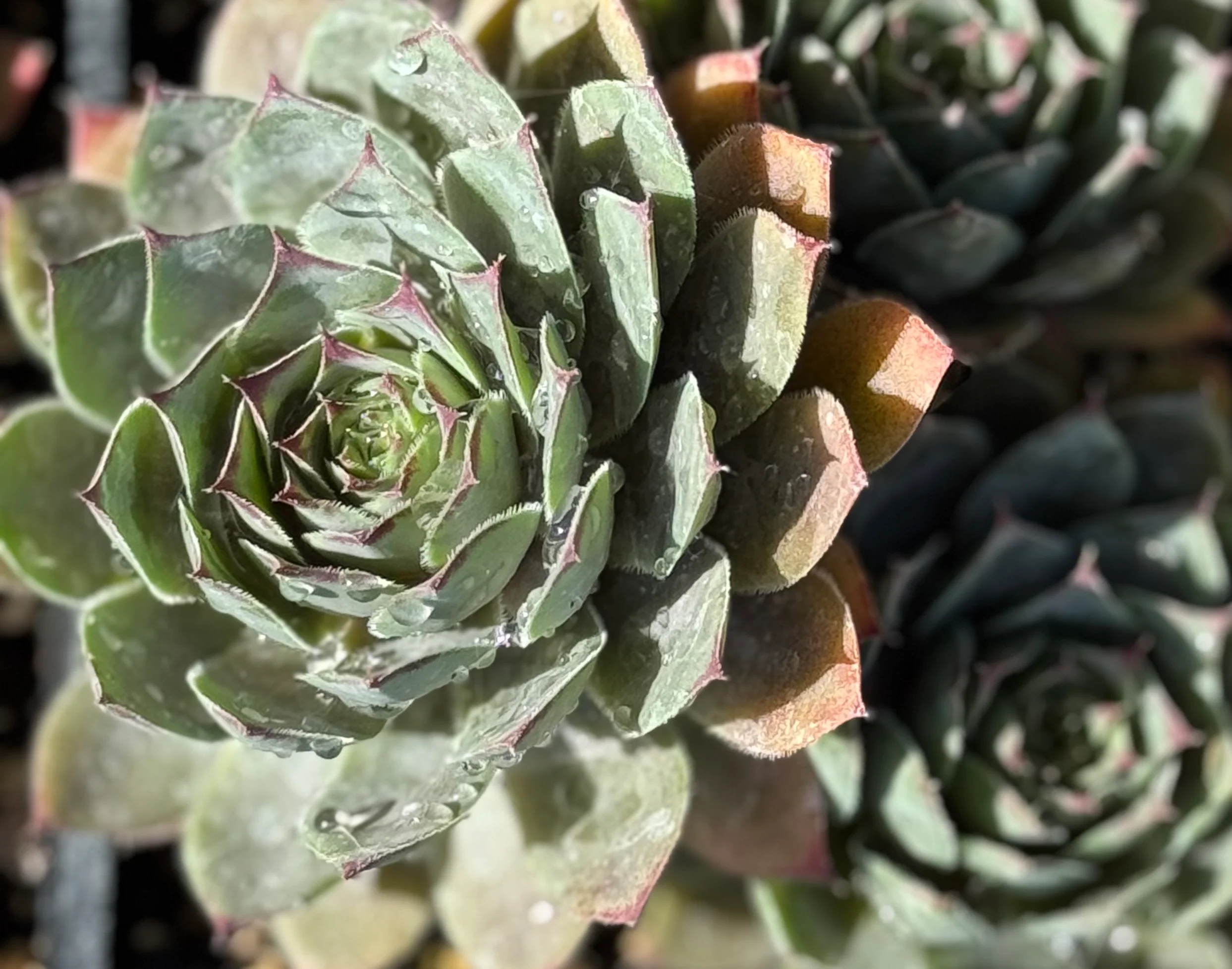 *RETAIL - Sempervivum 'Dark Mountain' - Image 2