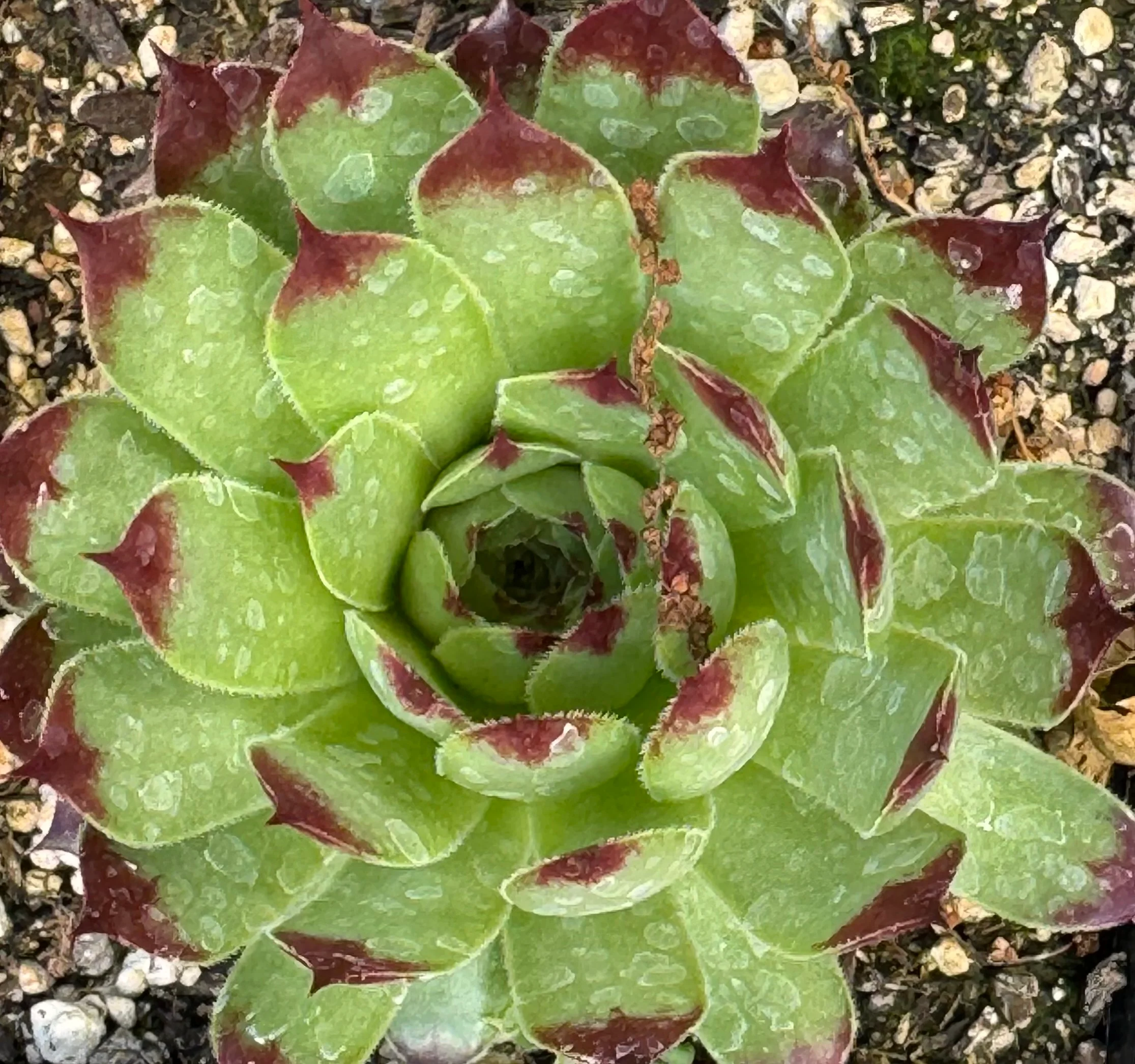 *RETAIL - Sempervivum 'Goedele' - Image 2