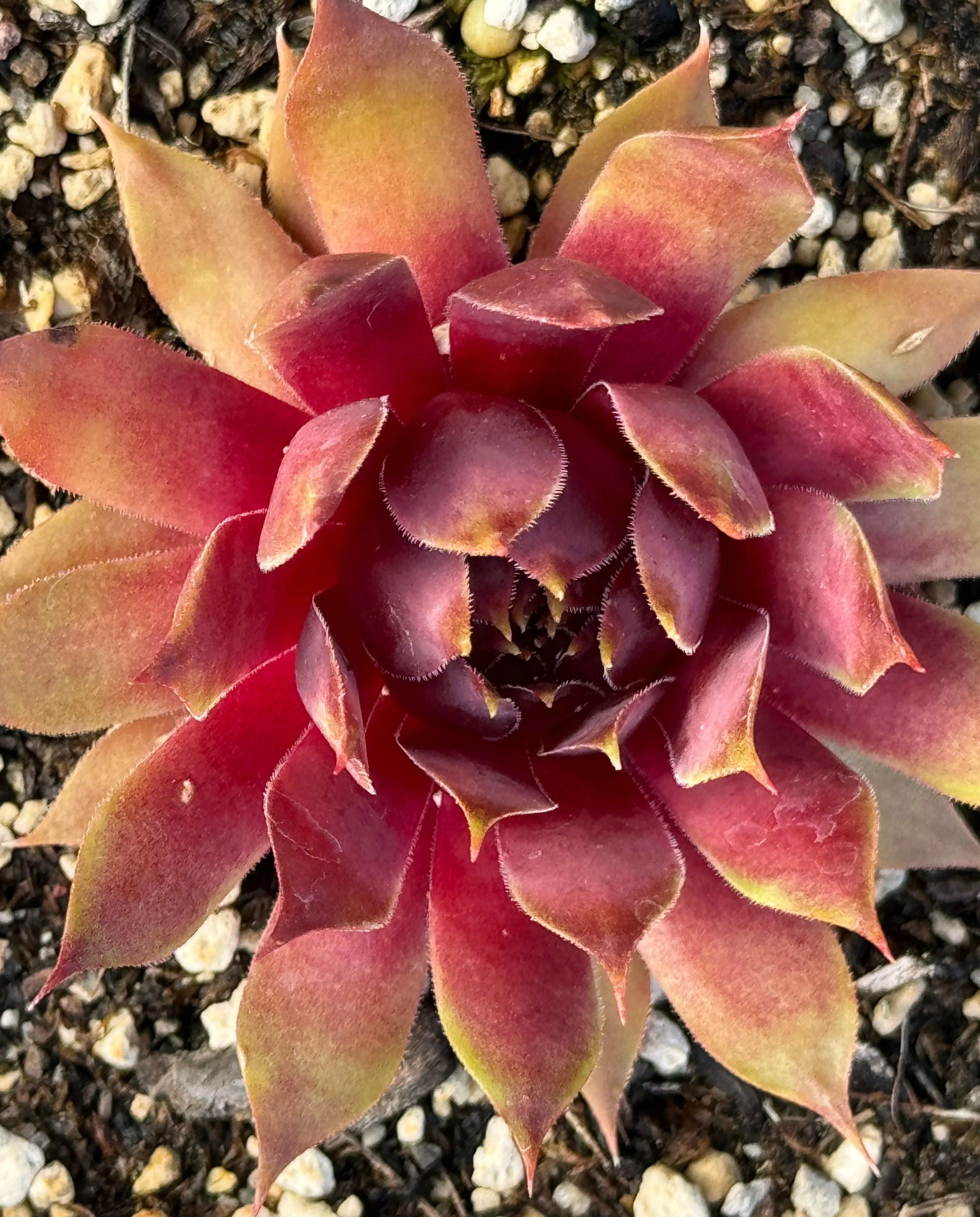 *RETAIL - Sempervivum 'Goedele' - Image 3