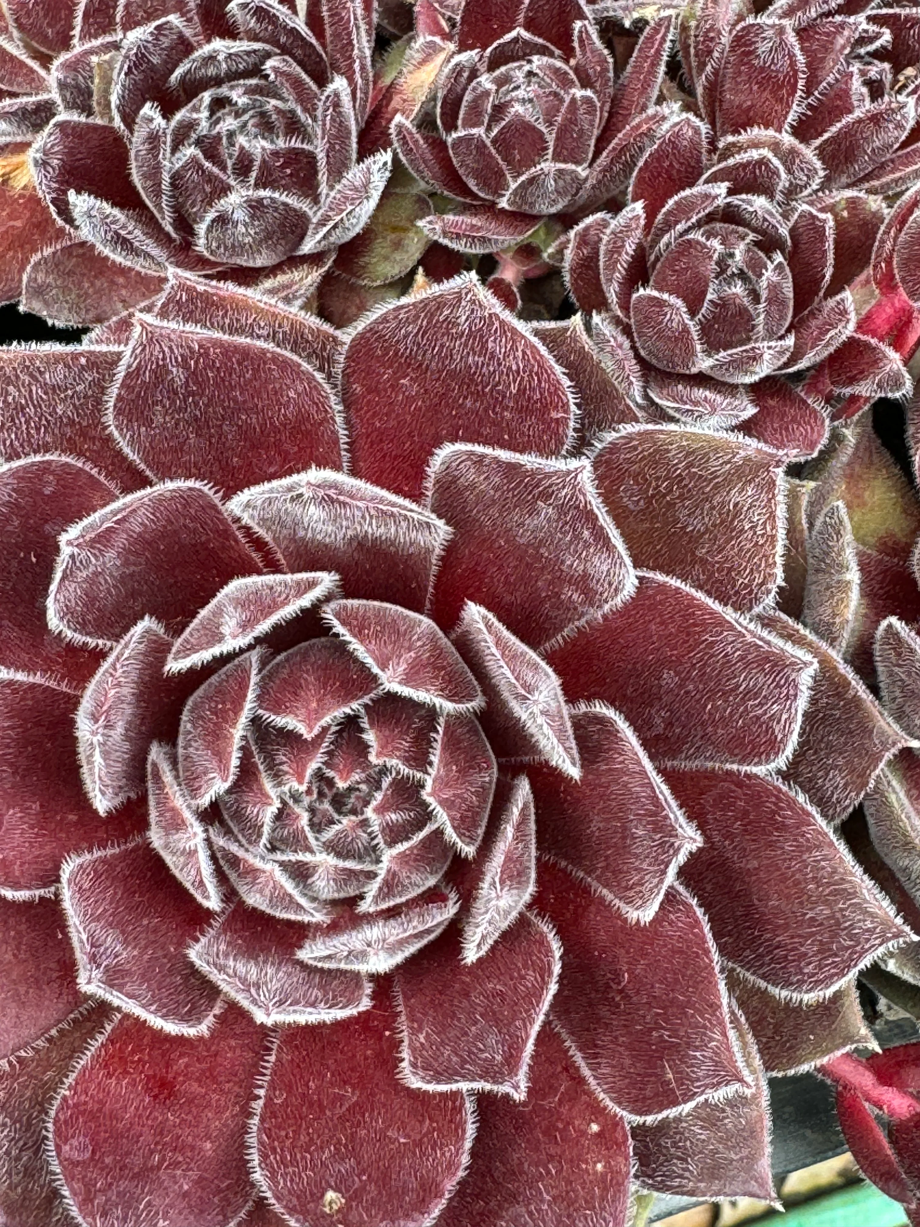Sempervivum 'Grey Dawn'