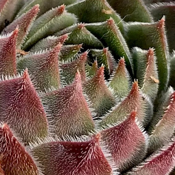 *RETAIL - Sempervivum 'Grey Dawn' - Image 2