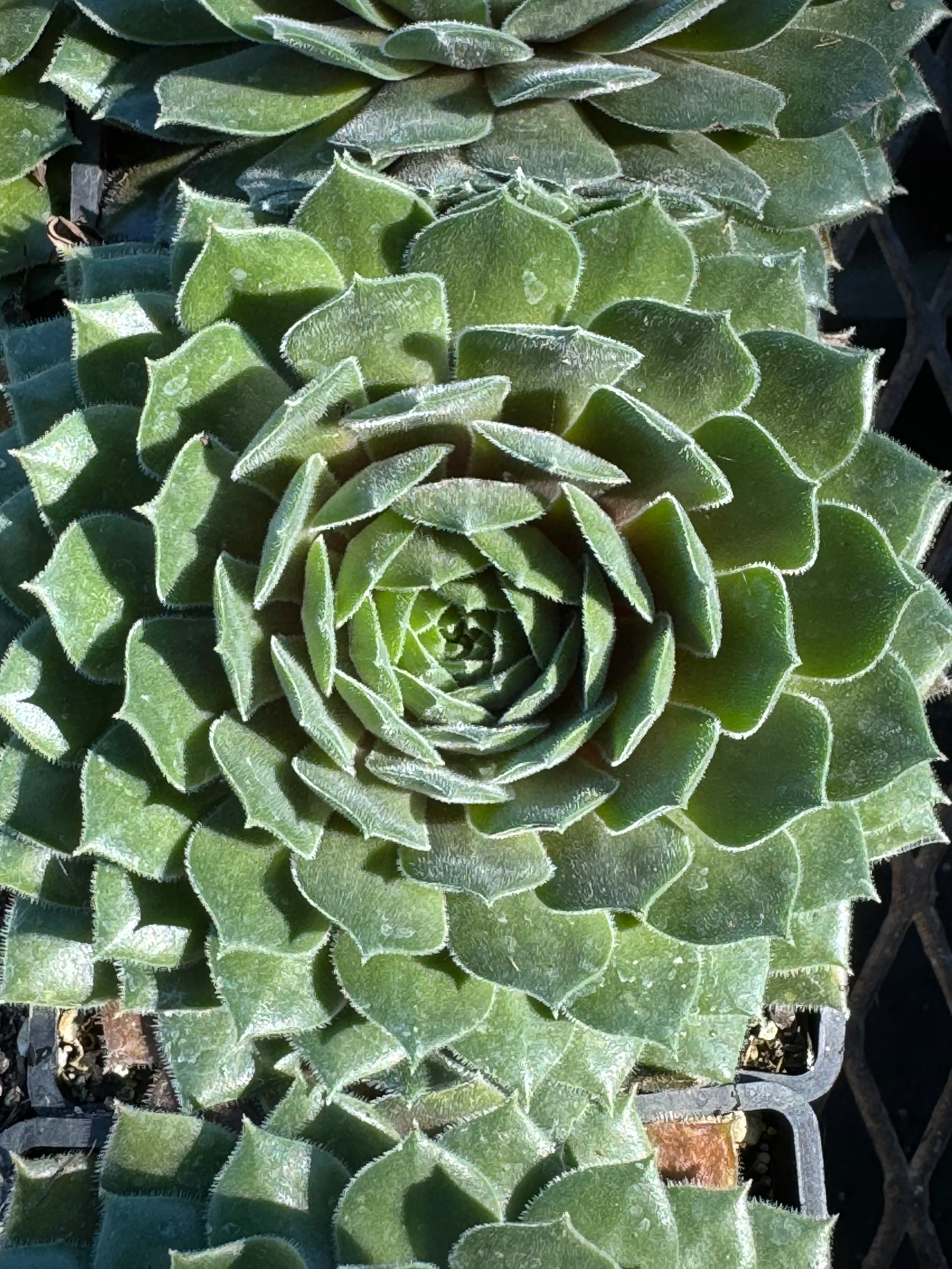 *RETAIL - Sempervivum 'Kristina' - Image 2