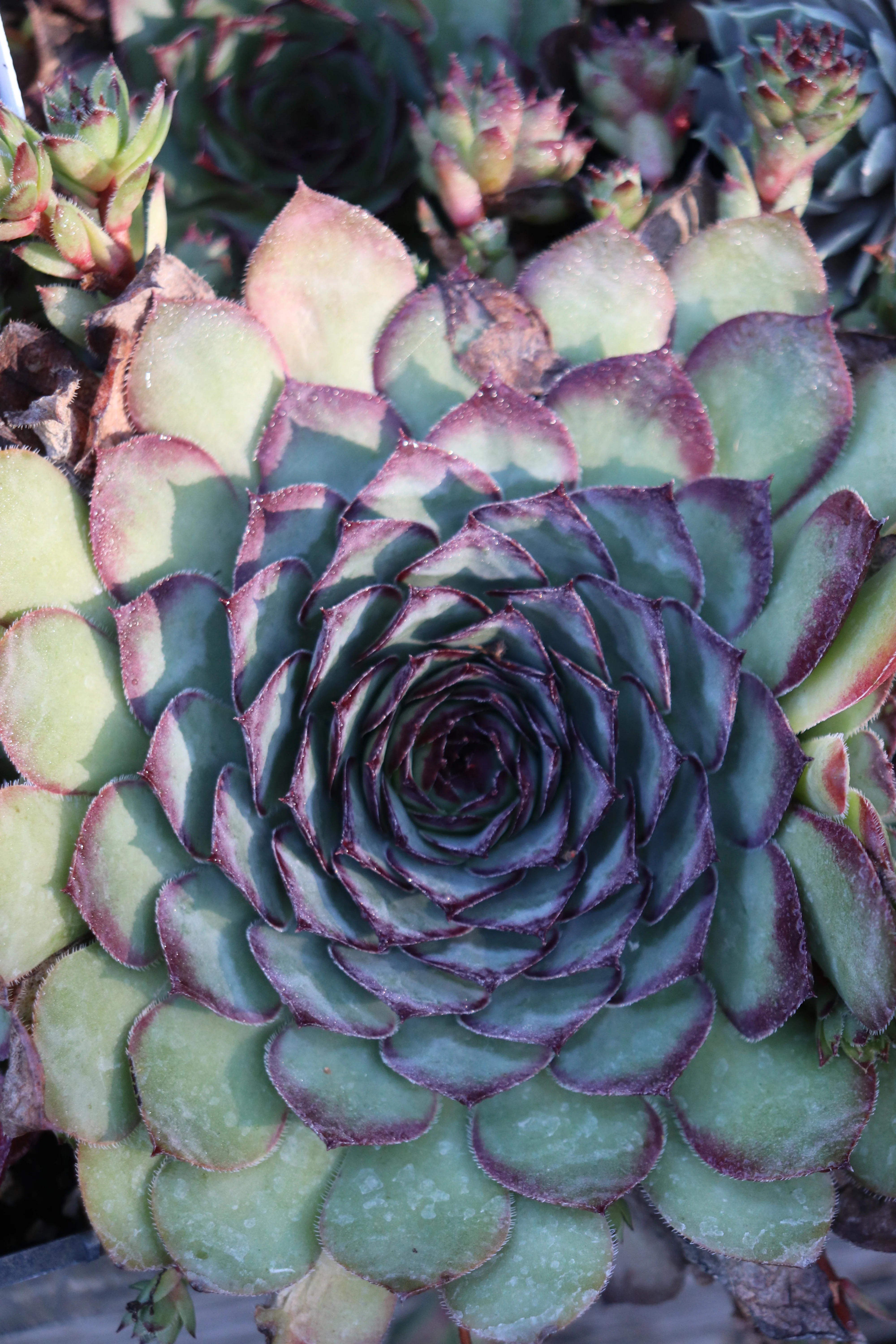 *RETAIL - Sempervivum 'Memento'