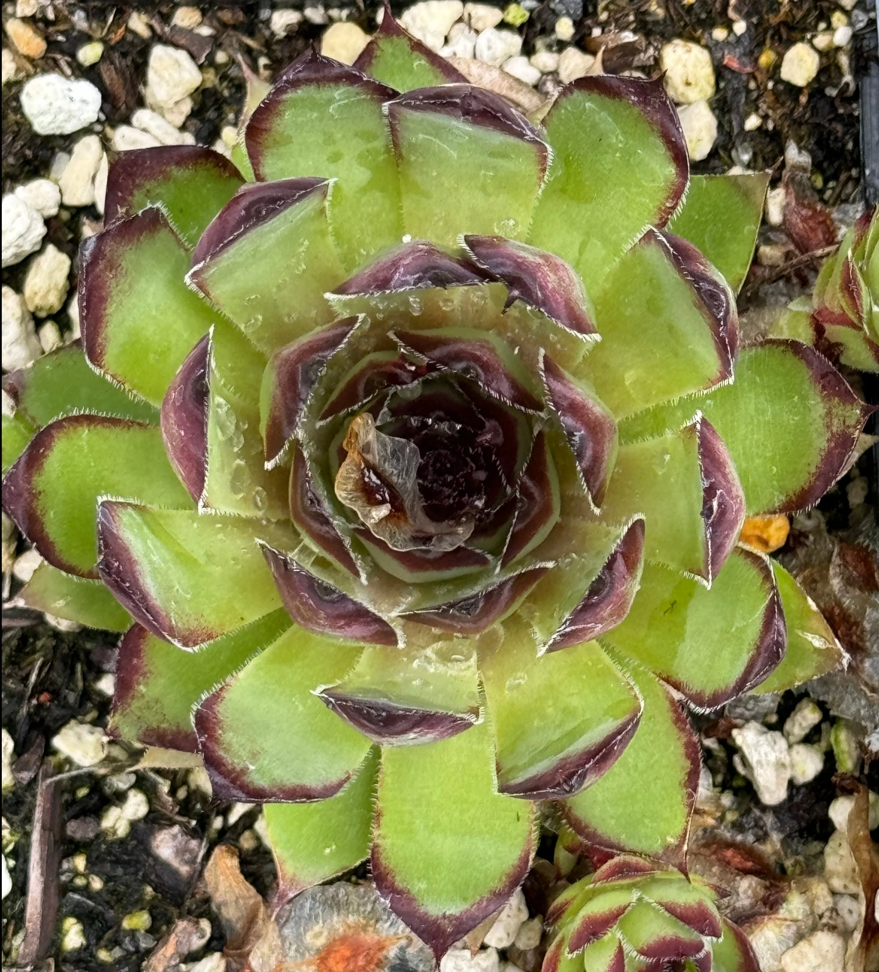 *RETAIL - Sempervivum 'Memento' - Image 2