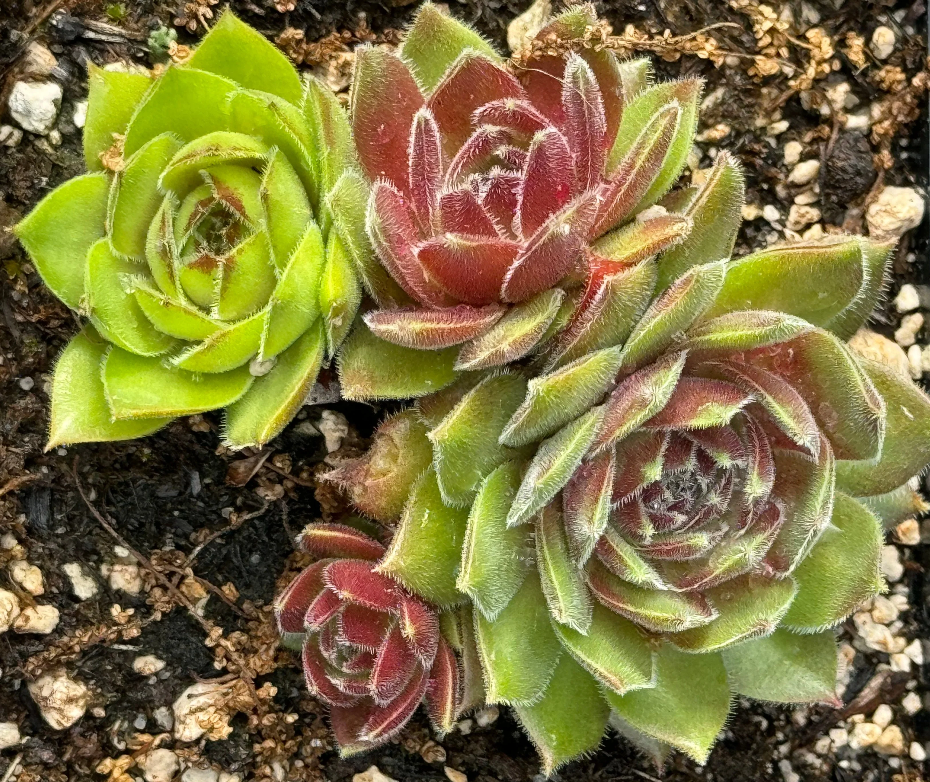 Sempervivum 'Olivette' - Image 2