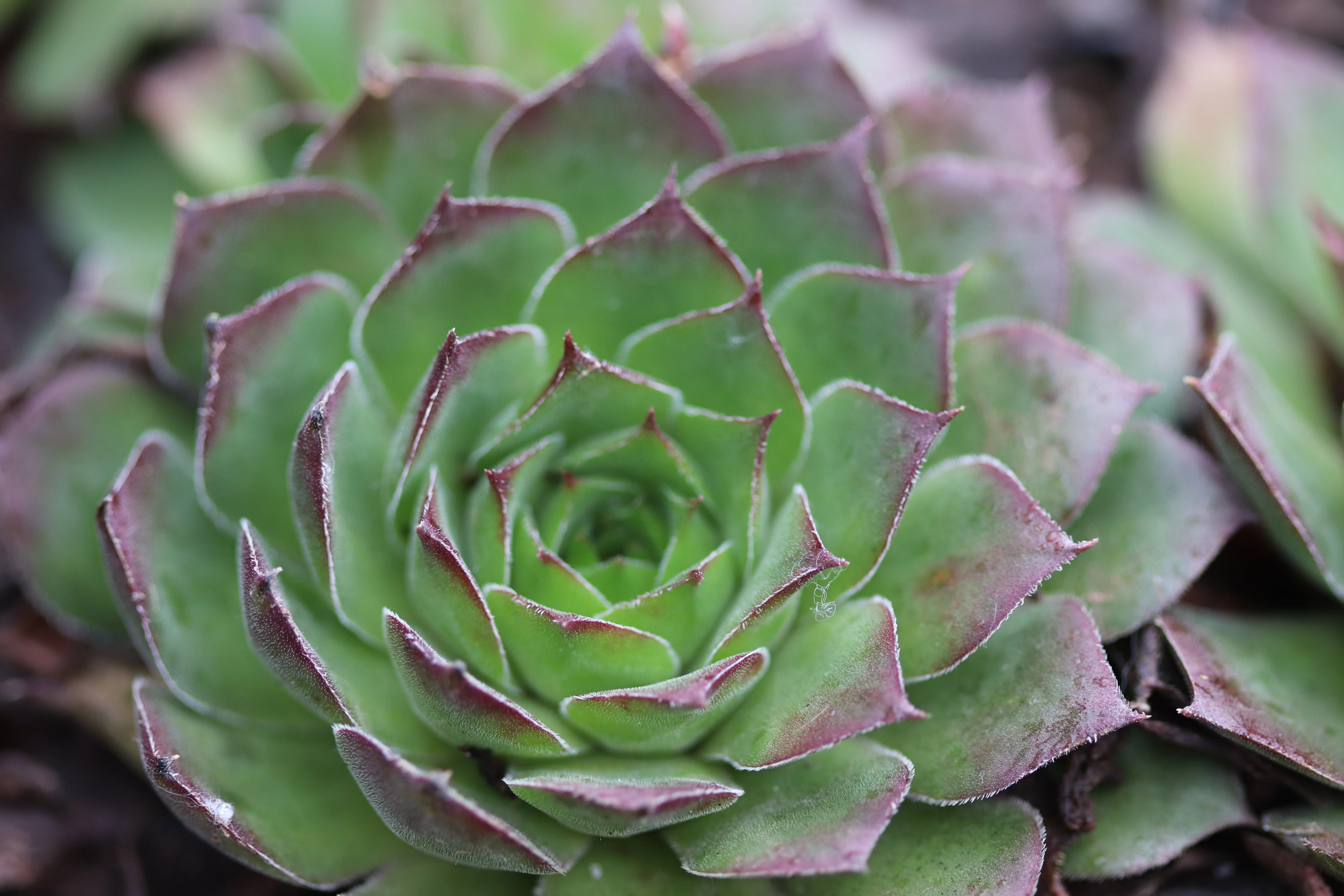 *RETAIL - Sempervivum 'Pacific Hepsport' - Image 2
