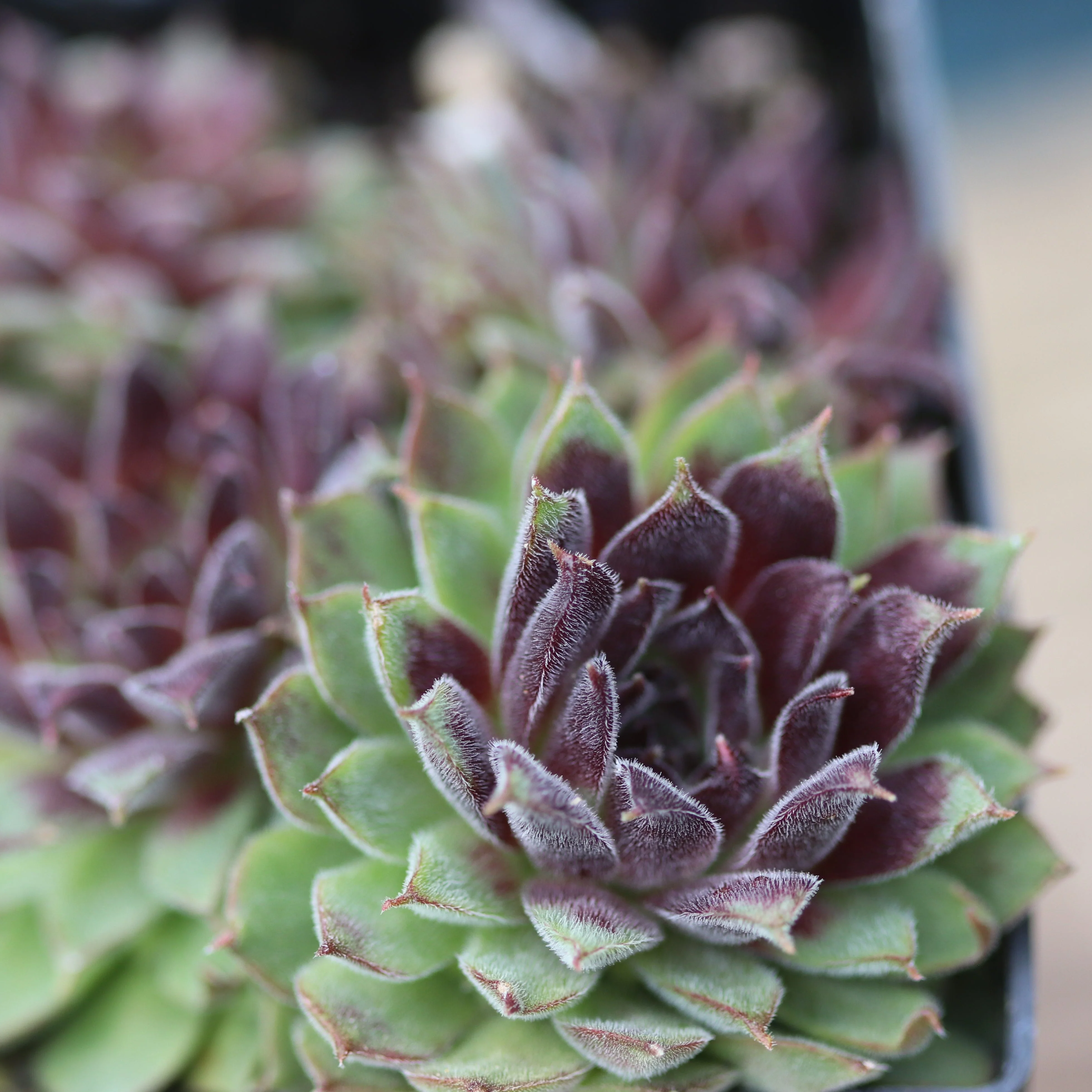 *RETAIL - Sempervivum 'Pacific Red Tide' - Image 3