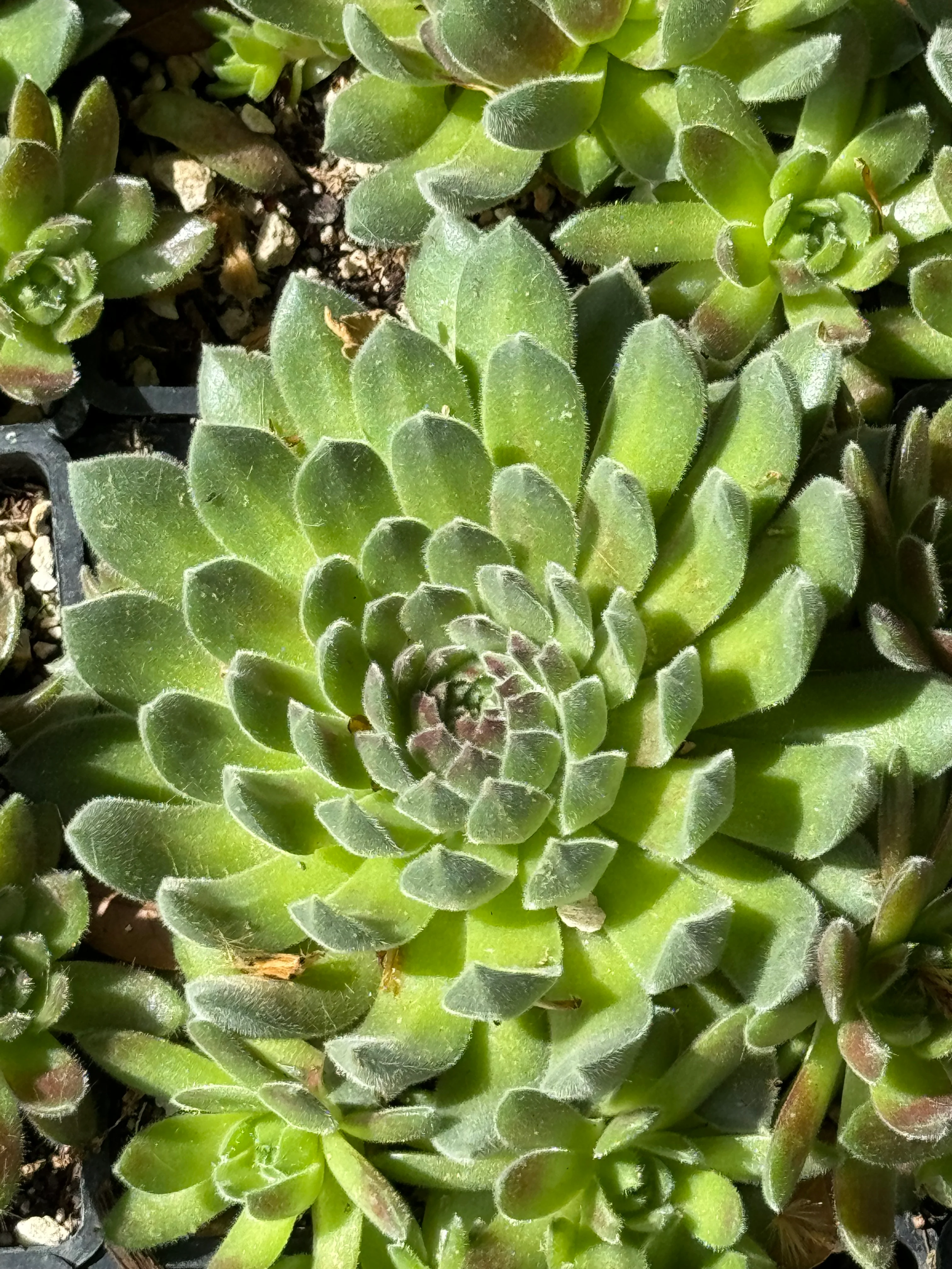 *RETAIL - Sempervivum 'Pacific Rim' - Image 2