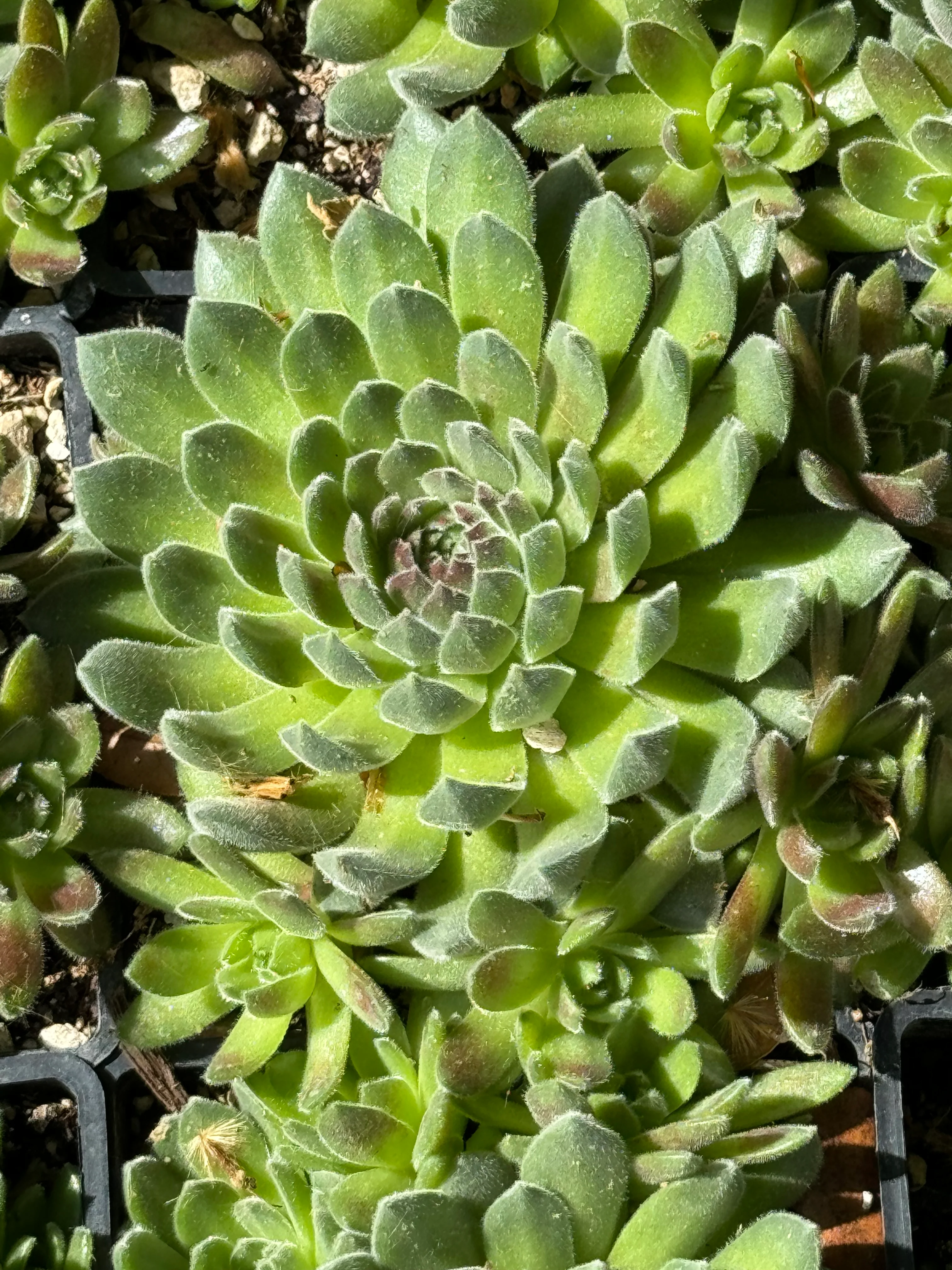 *RETAIL - Sempervivum 'Pacific Rim' - Image 3