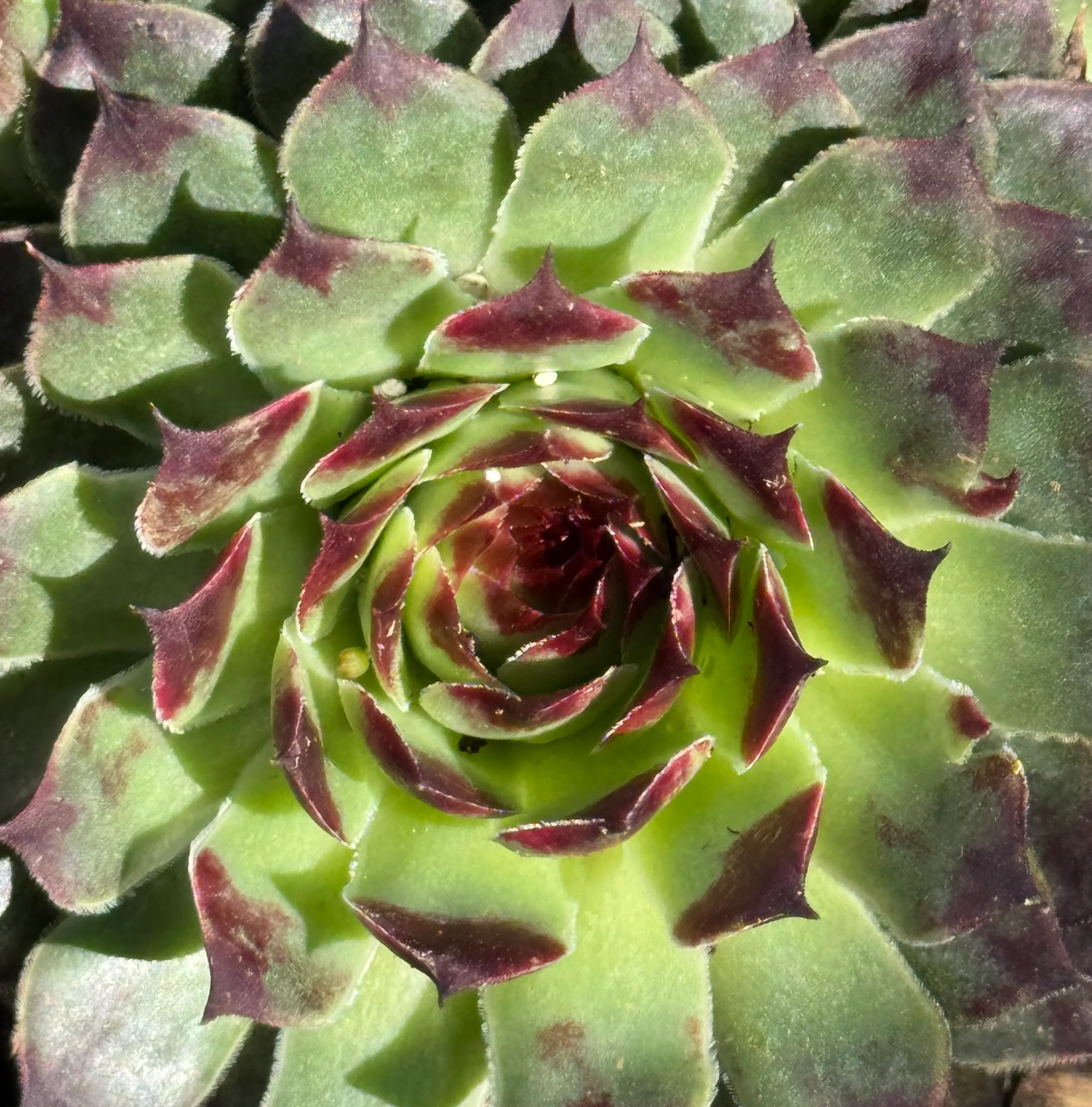 *RETAIL - Sempervivum 'Pink Pearl' - Image 2