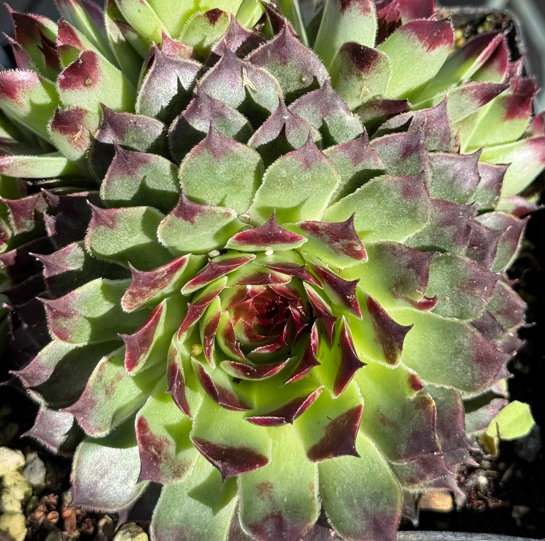 *RETAIL - Sempervivum 'Pink Pearl' - Image 3