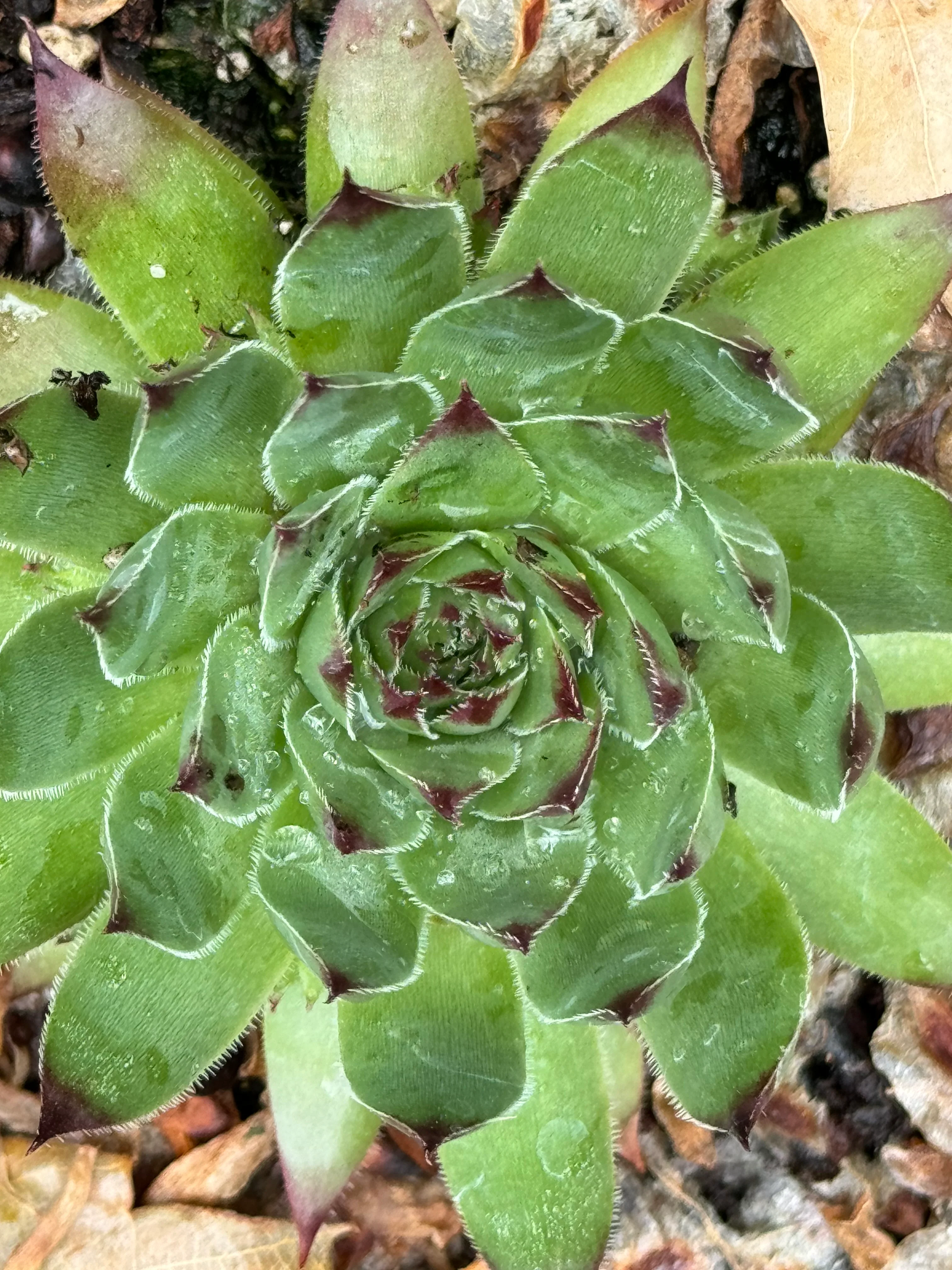 Sempervivum 'Purdy' - Image 2