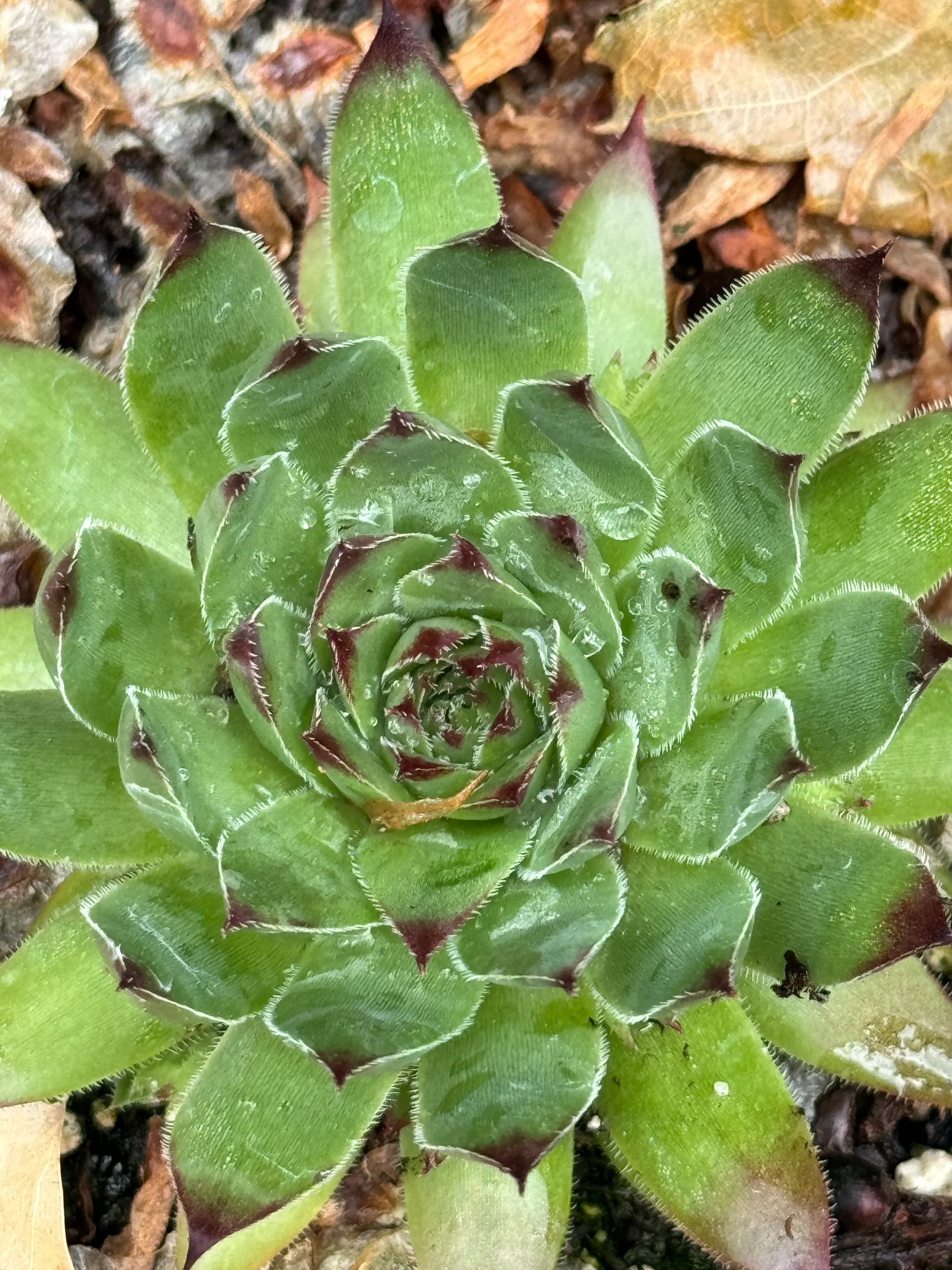 Sempervivum 'Purdy' - Image 3