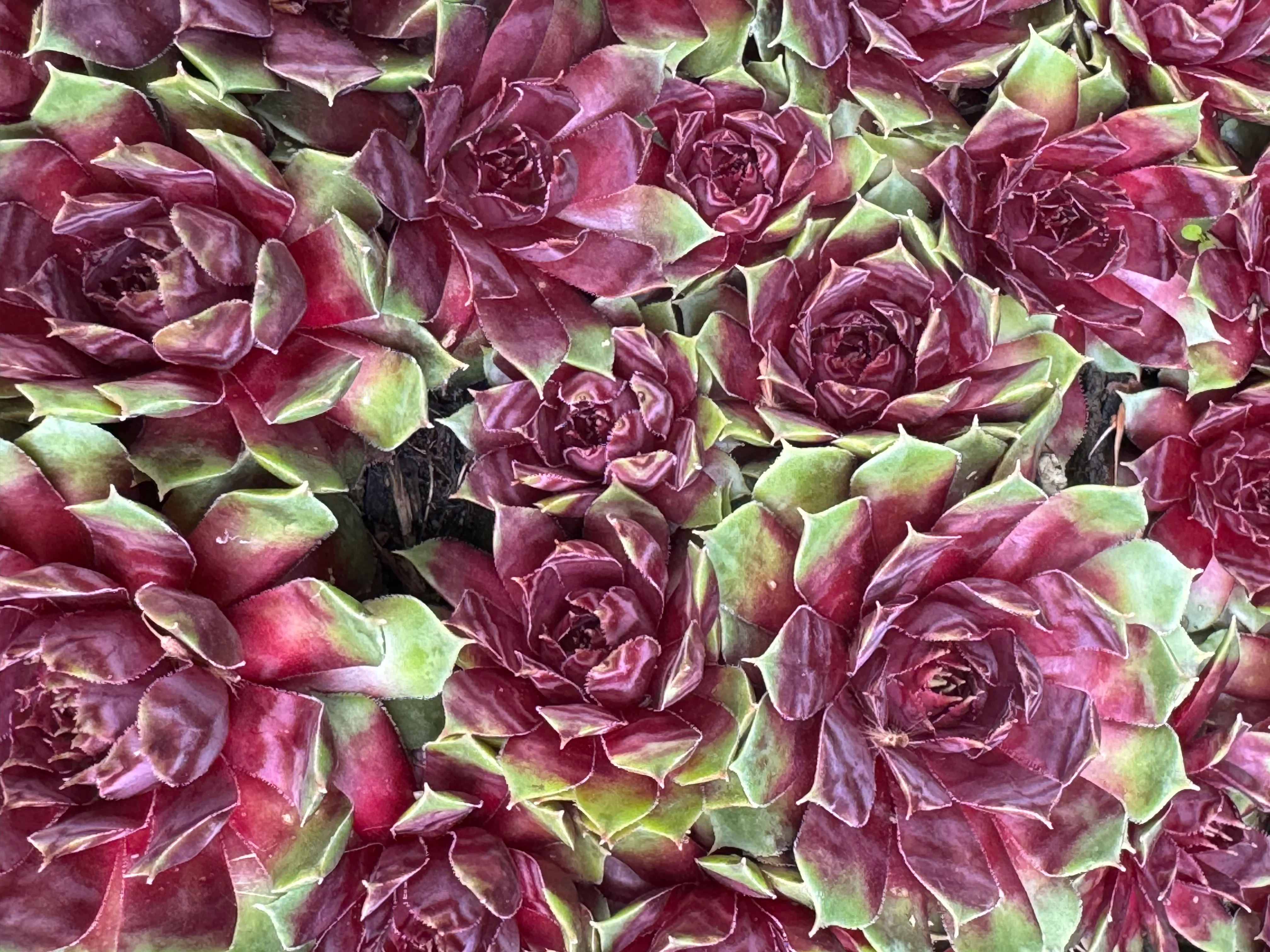 Sempervivum 'Purple King' - Image 2