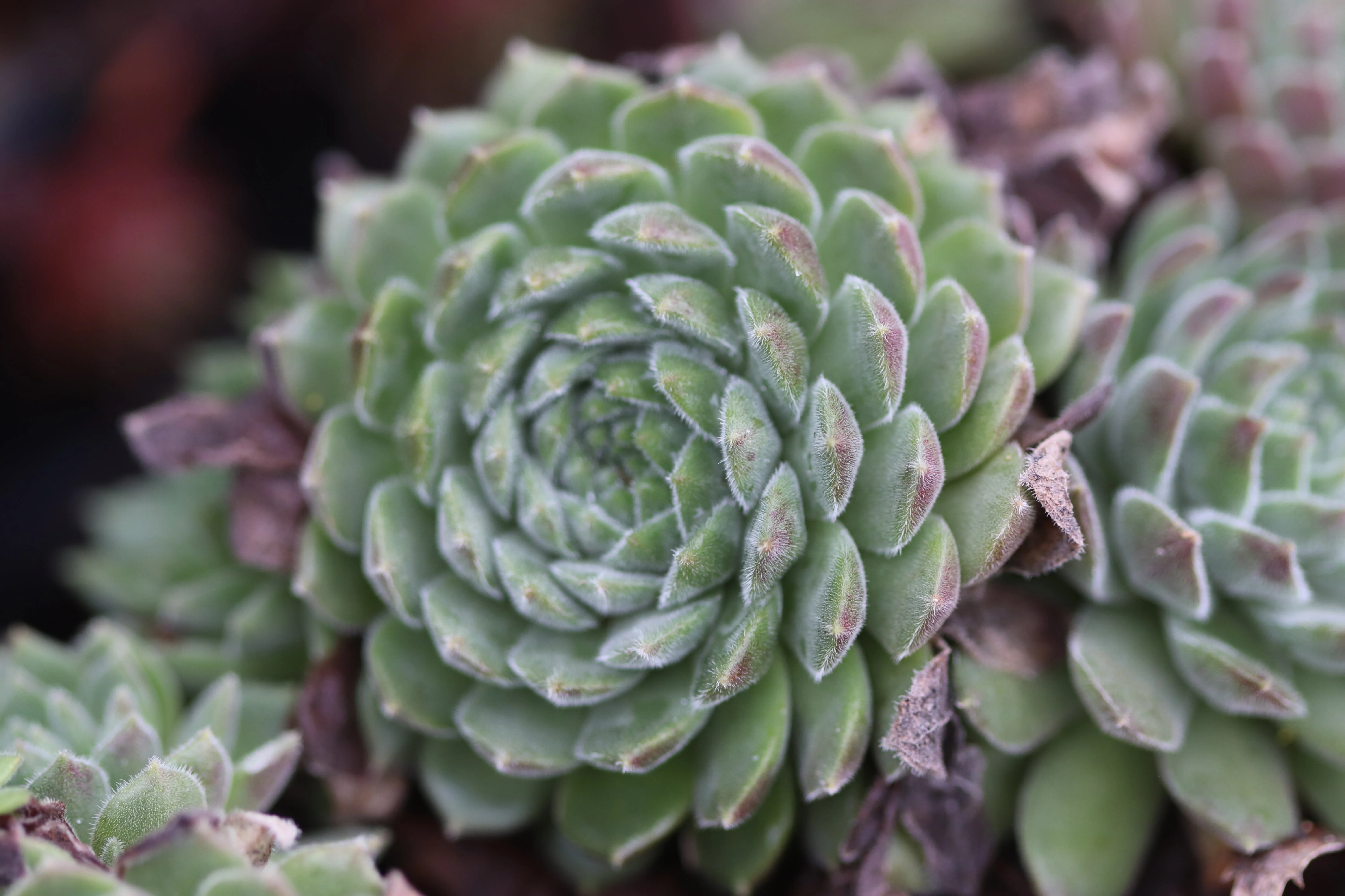 *RETAIL - Sempervivum 'Red Rum' - Image 2