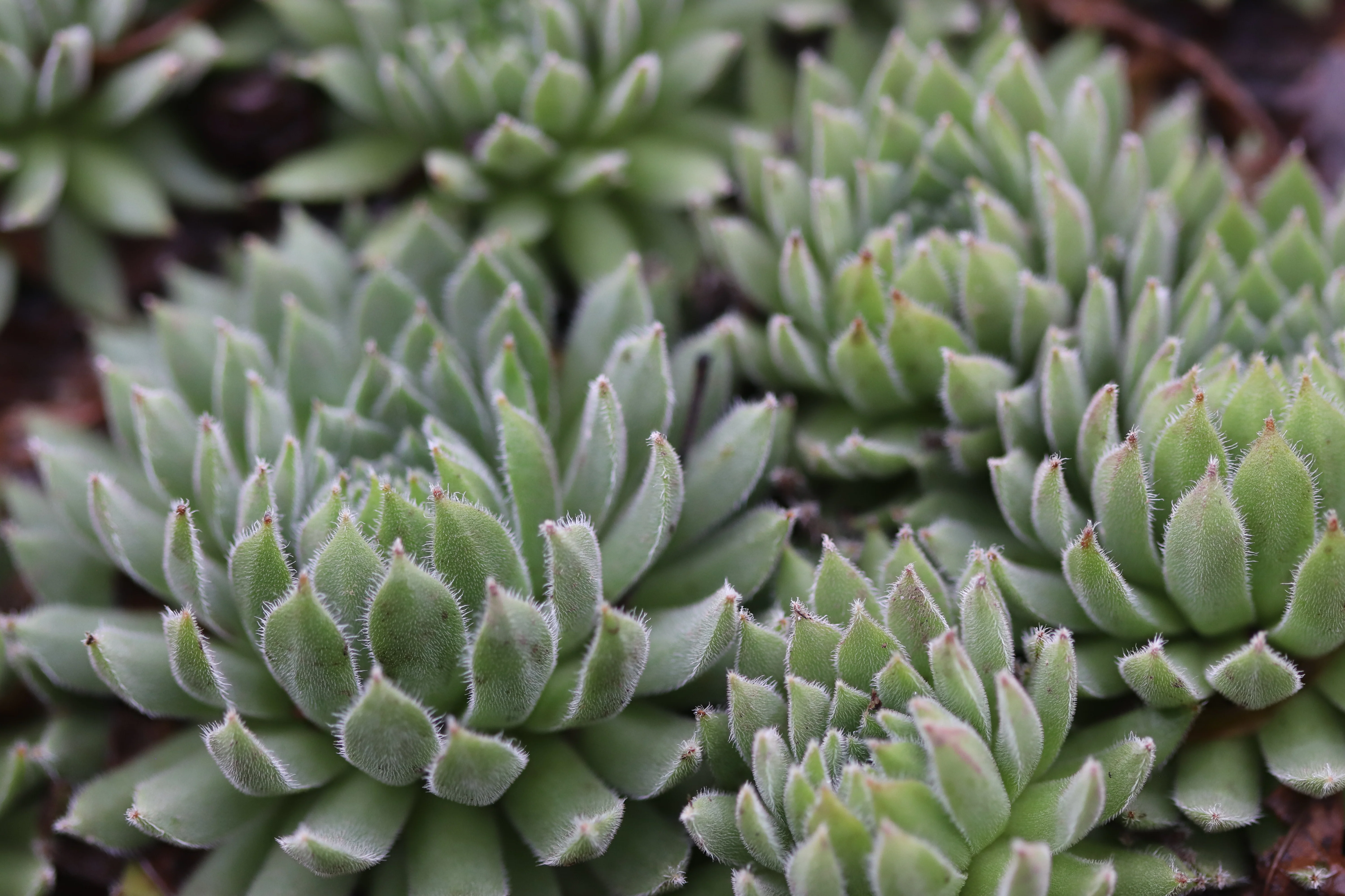 Sempervivum 'Rococo'