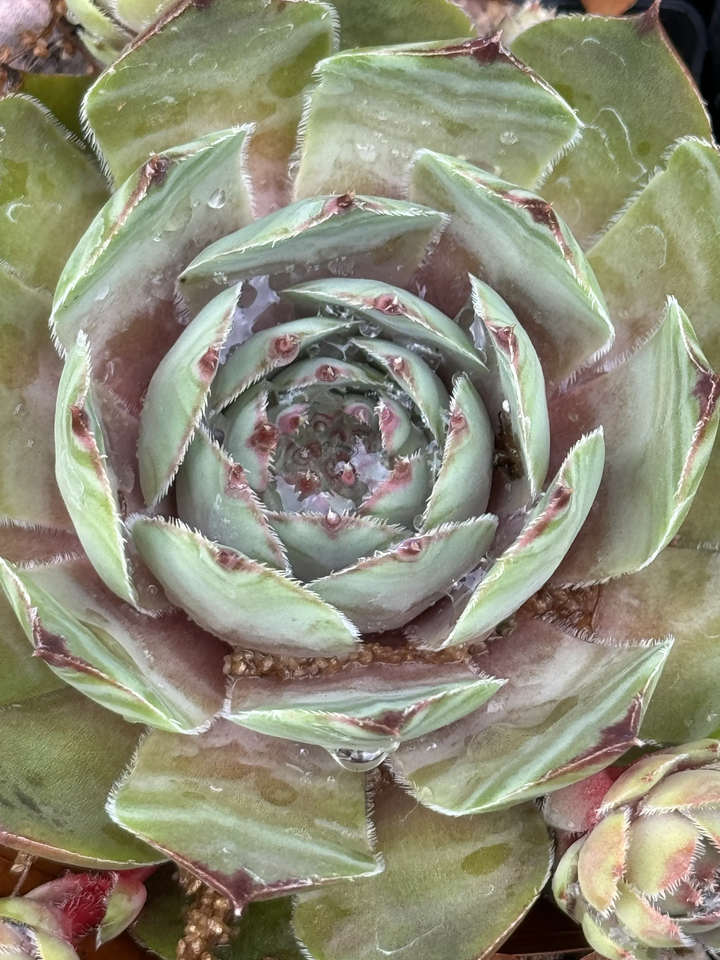 Sempervivum 'Silver Tone'