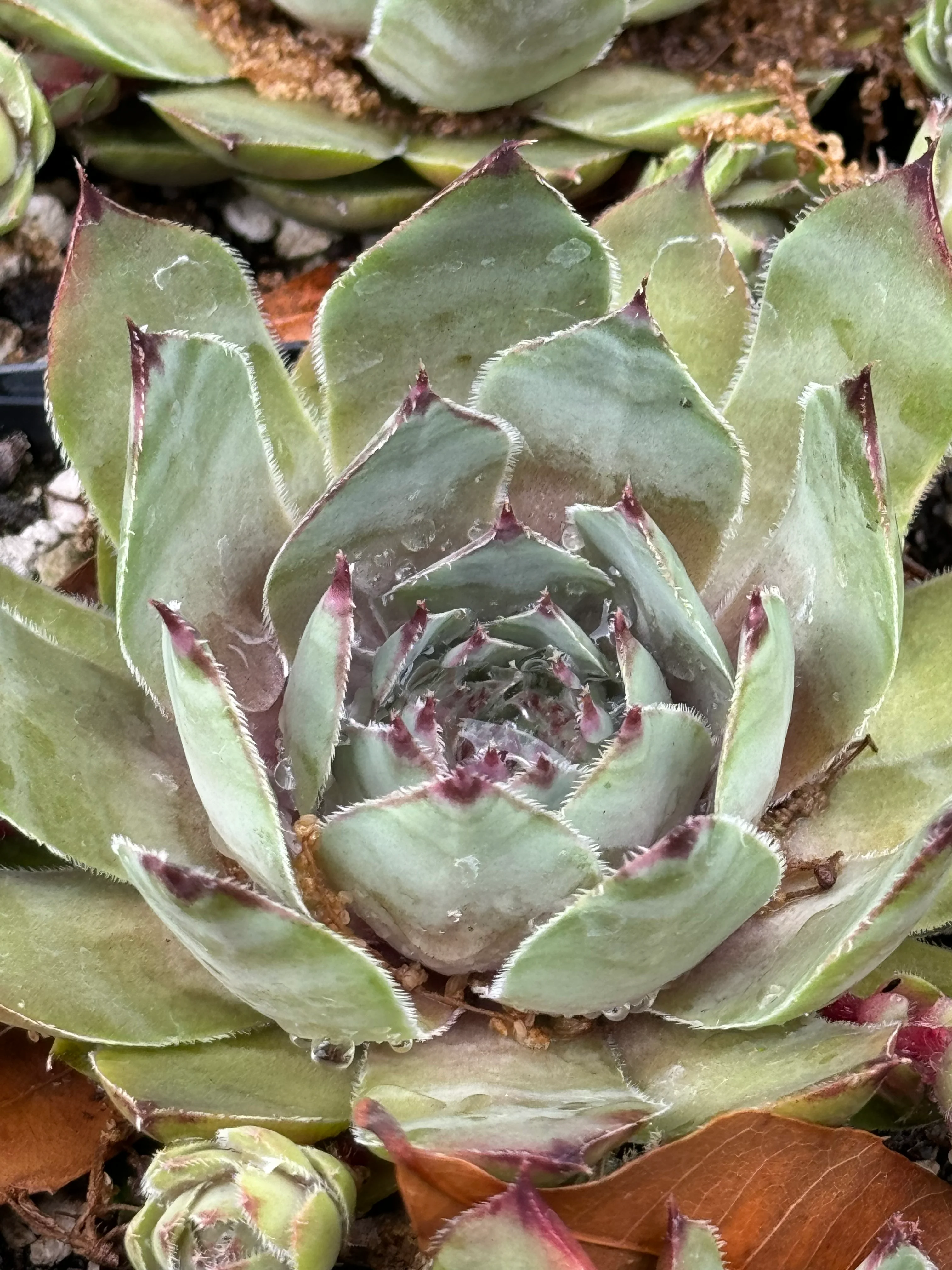 Sempervivum 'Silver Tone' - Image 2