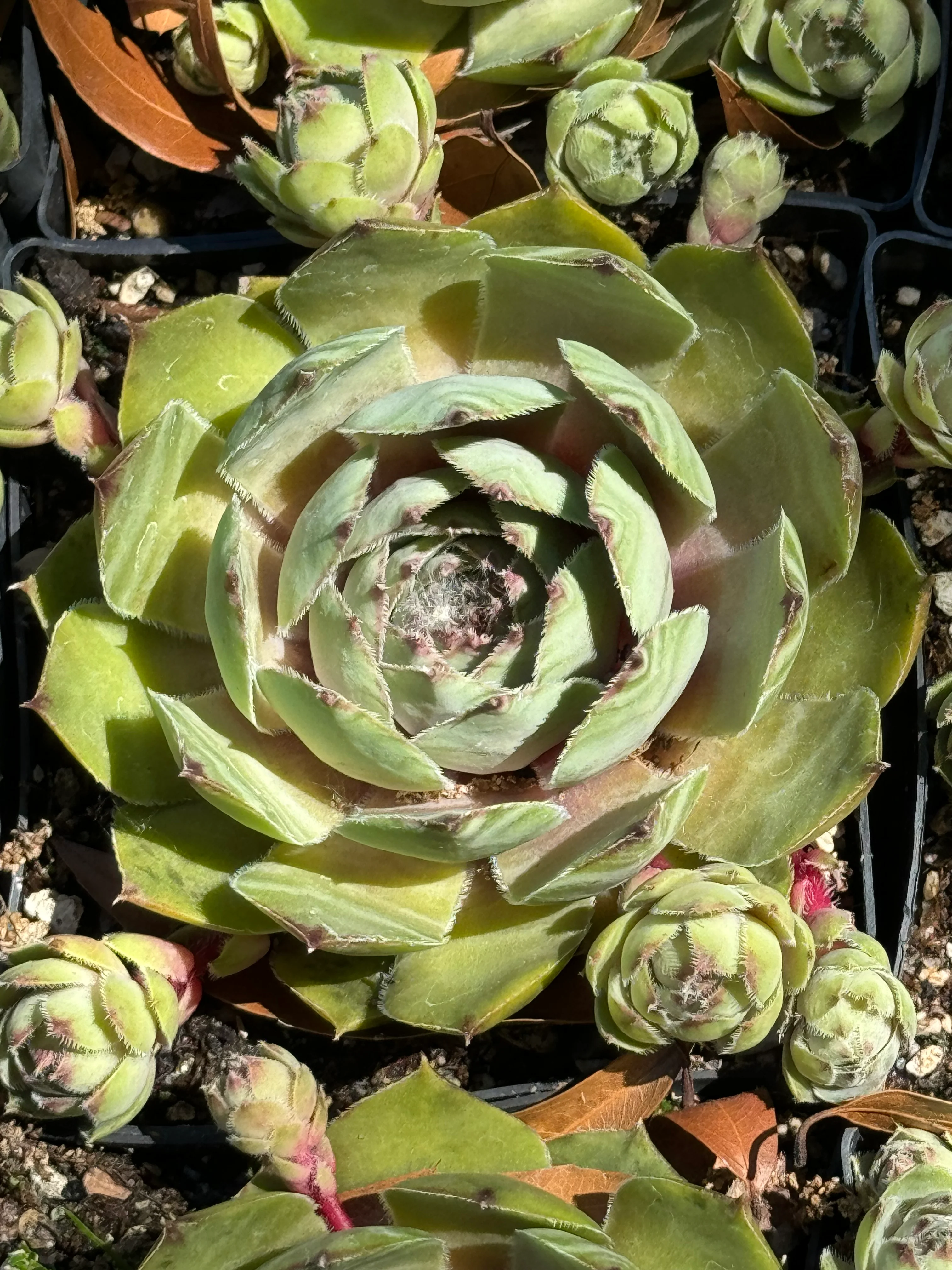 Sempervivum 'Silver Tone' - Image 3