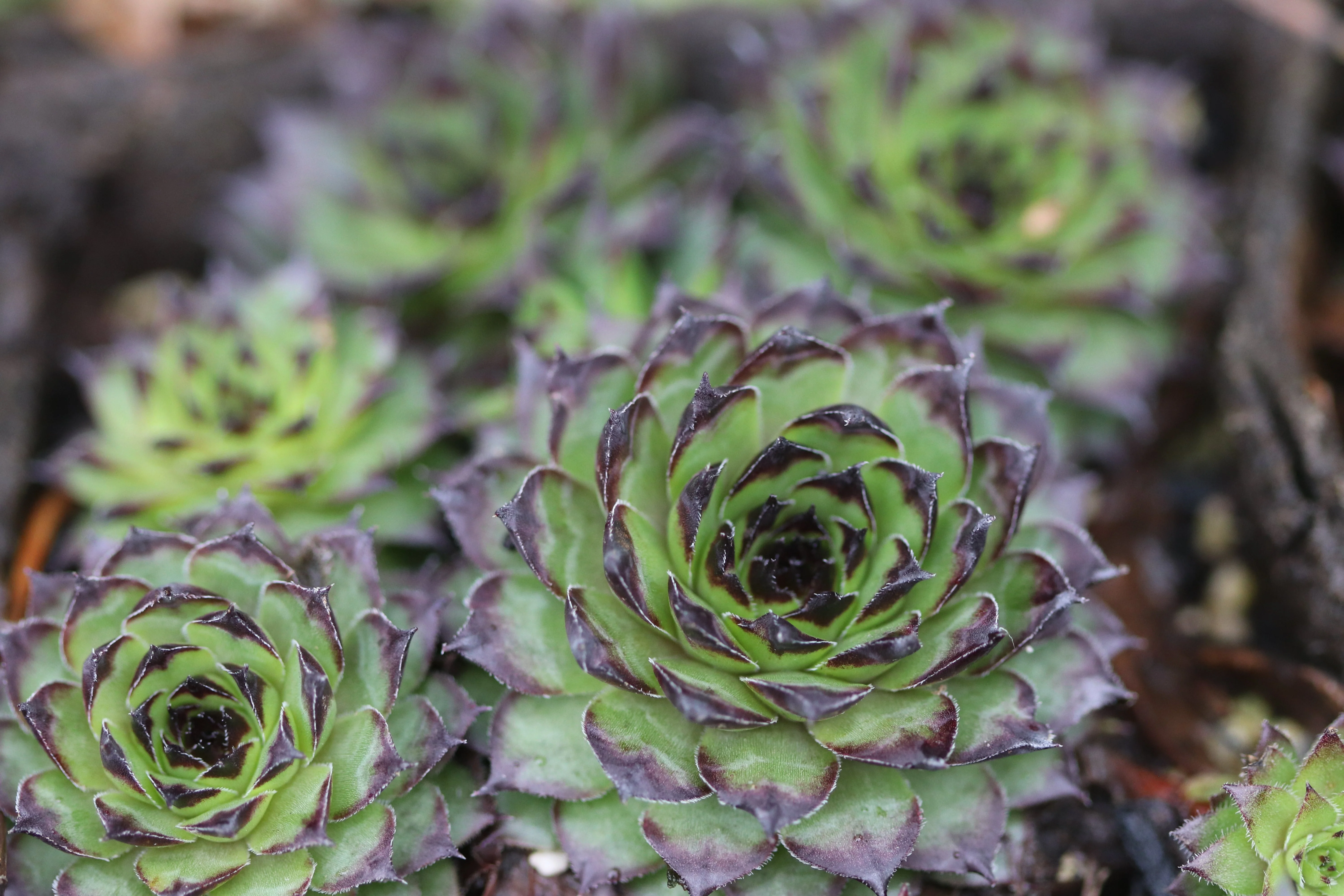 *RETAIL - Sempervivum 'Strider' - Image 2