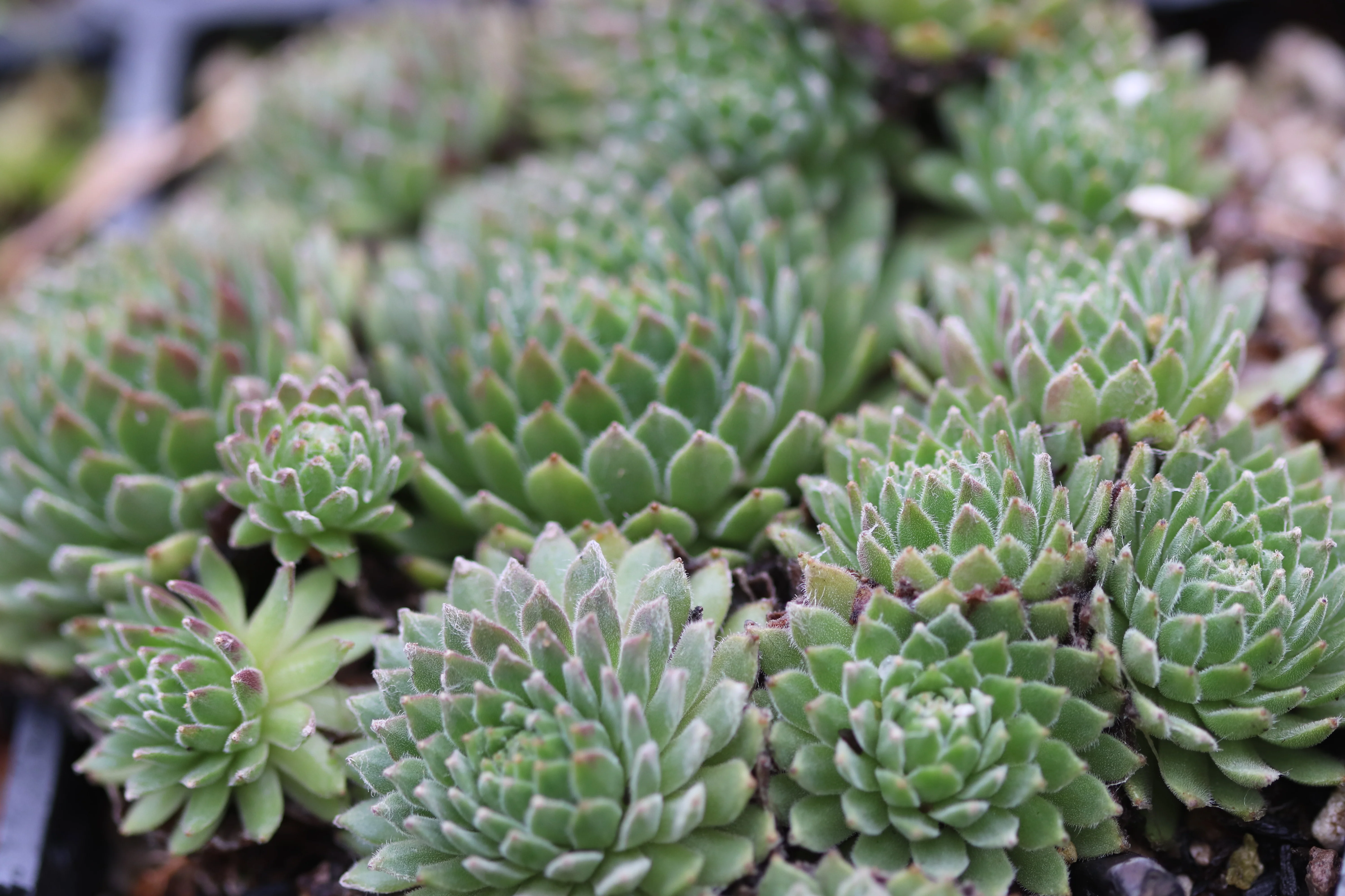 Sempervivum 'Super Dome' - Image 2