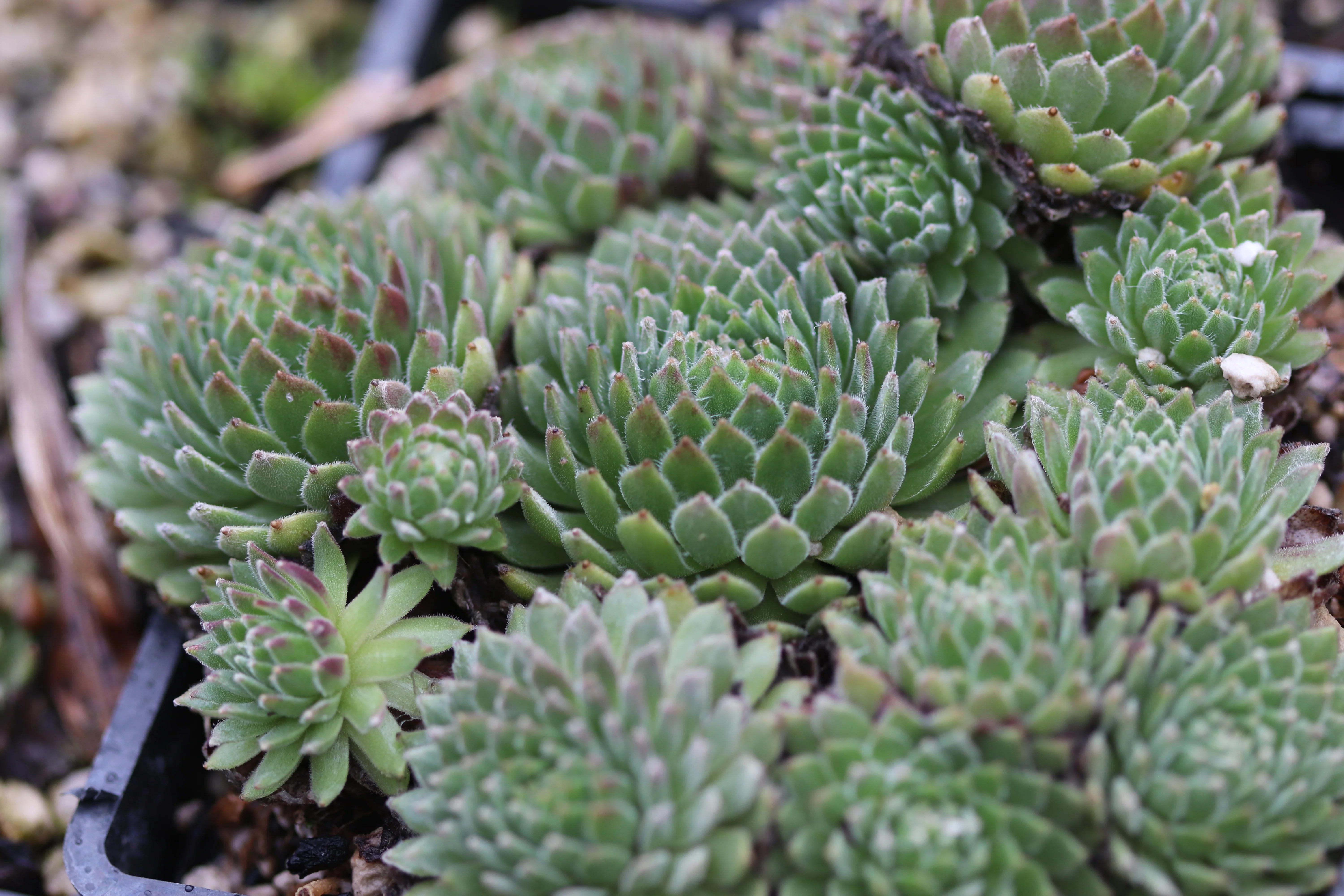 Sempervivum 'Super Dome' - Image 3