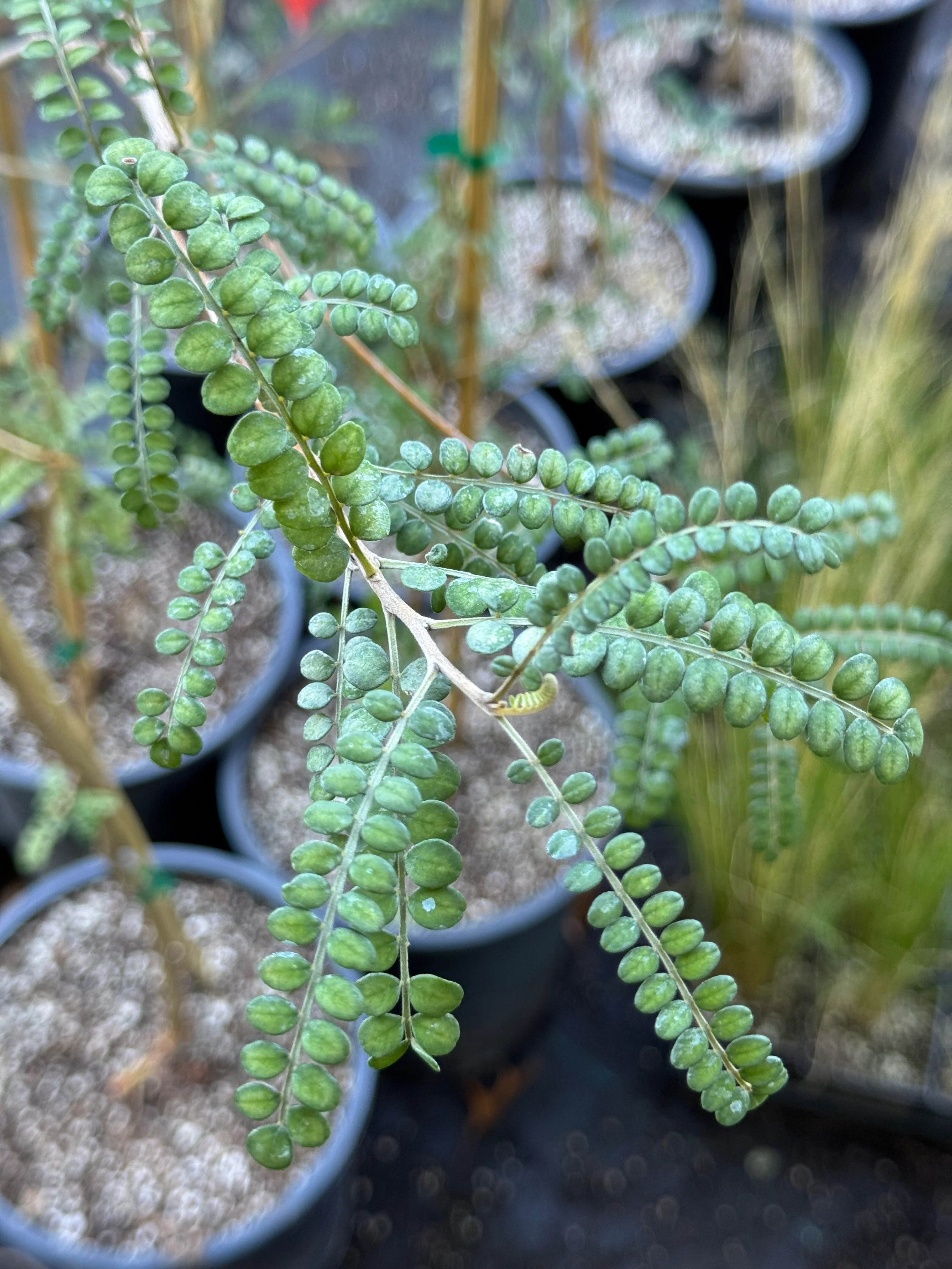 *RETAIL - Sesbania drummondii - Image 2