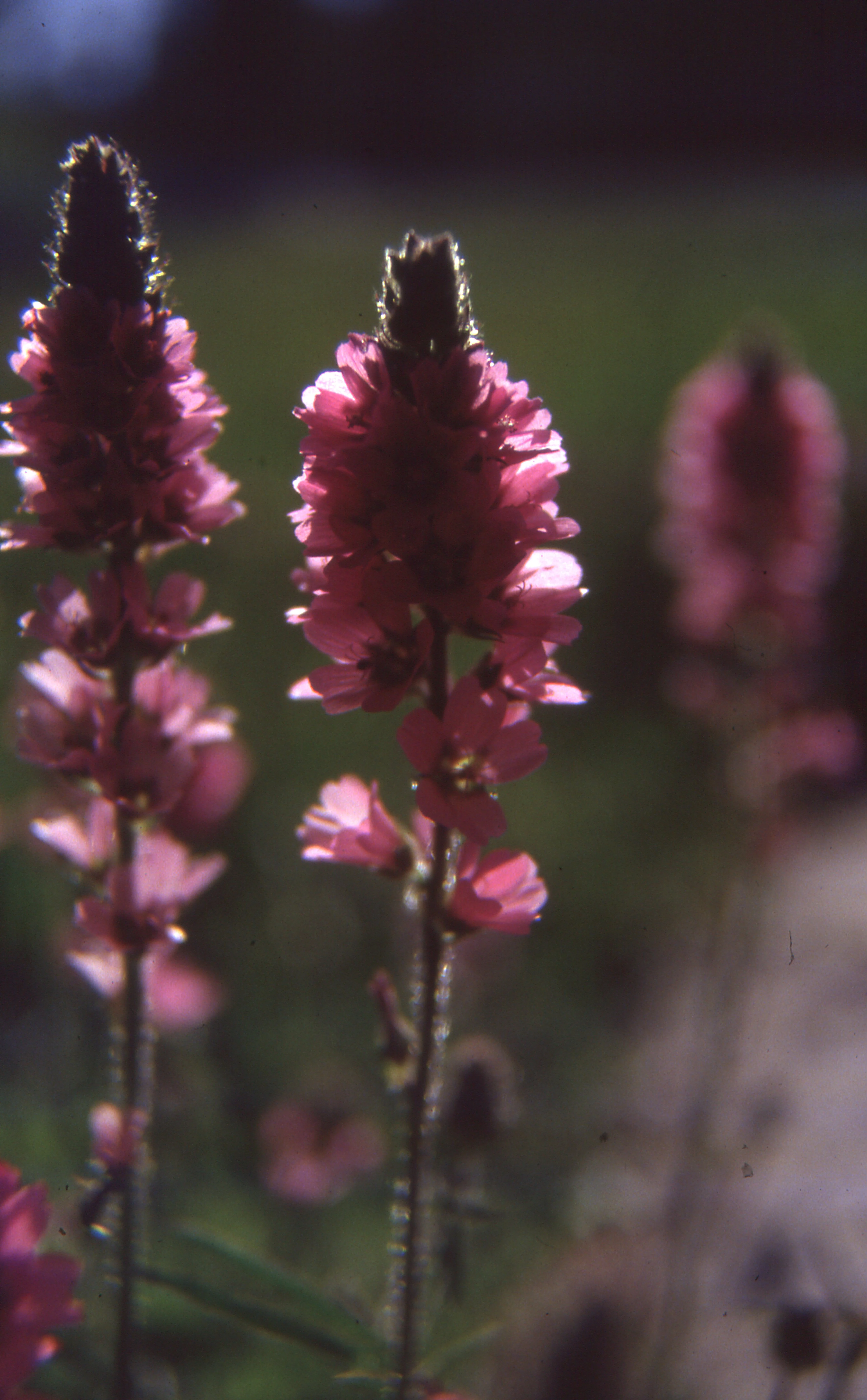*RETAIL - Sidalcea campestris