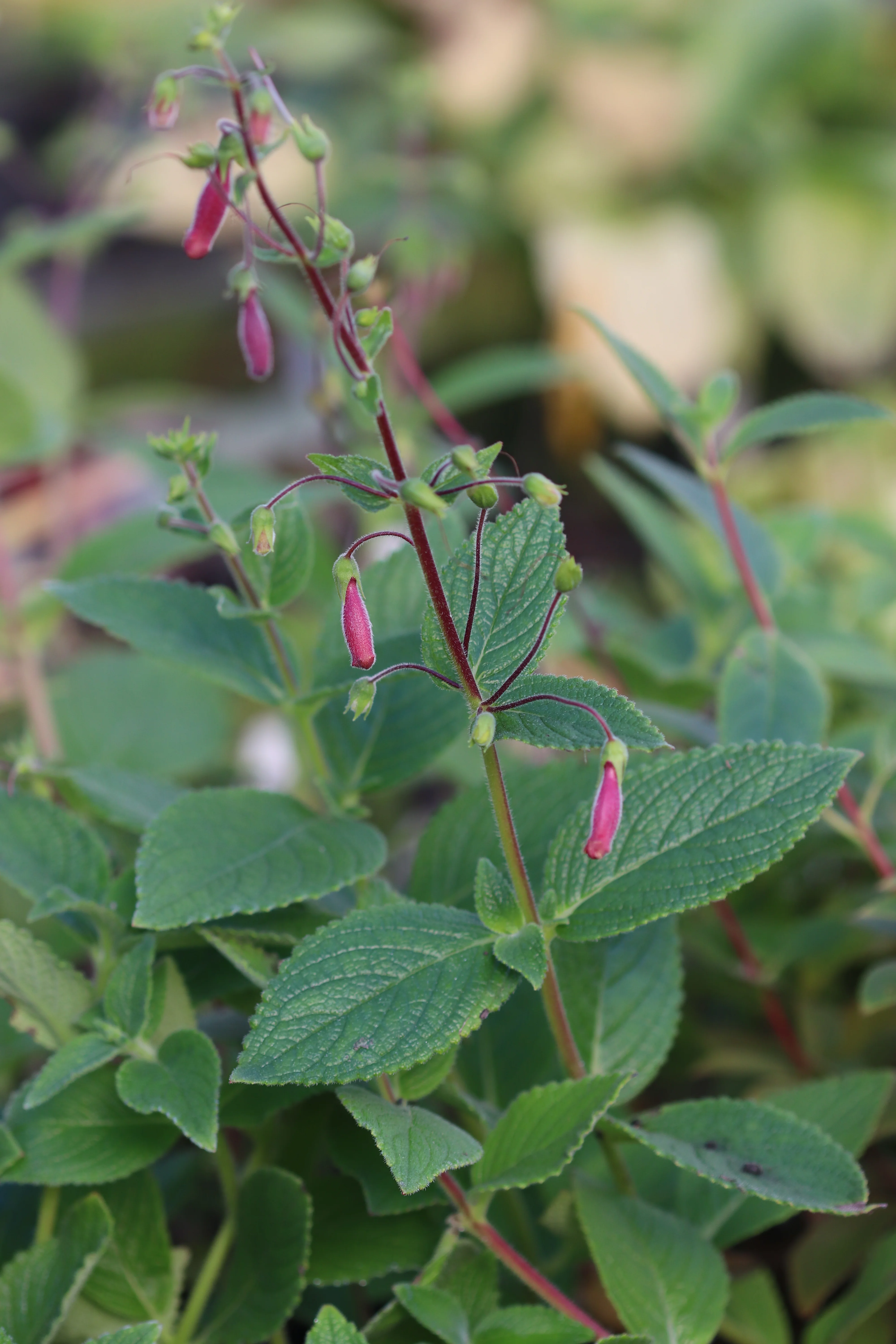 Sinningia 'Cherries Jubilee' - Image 2