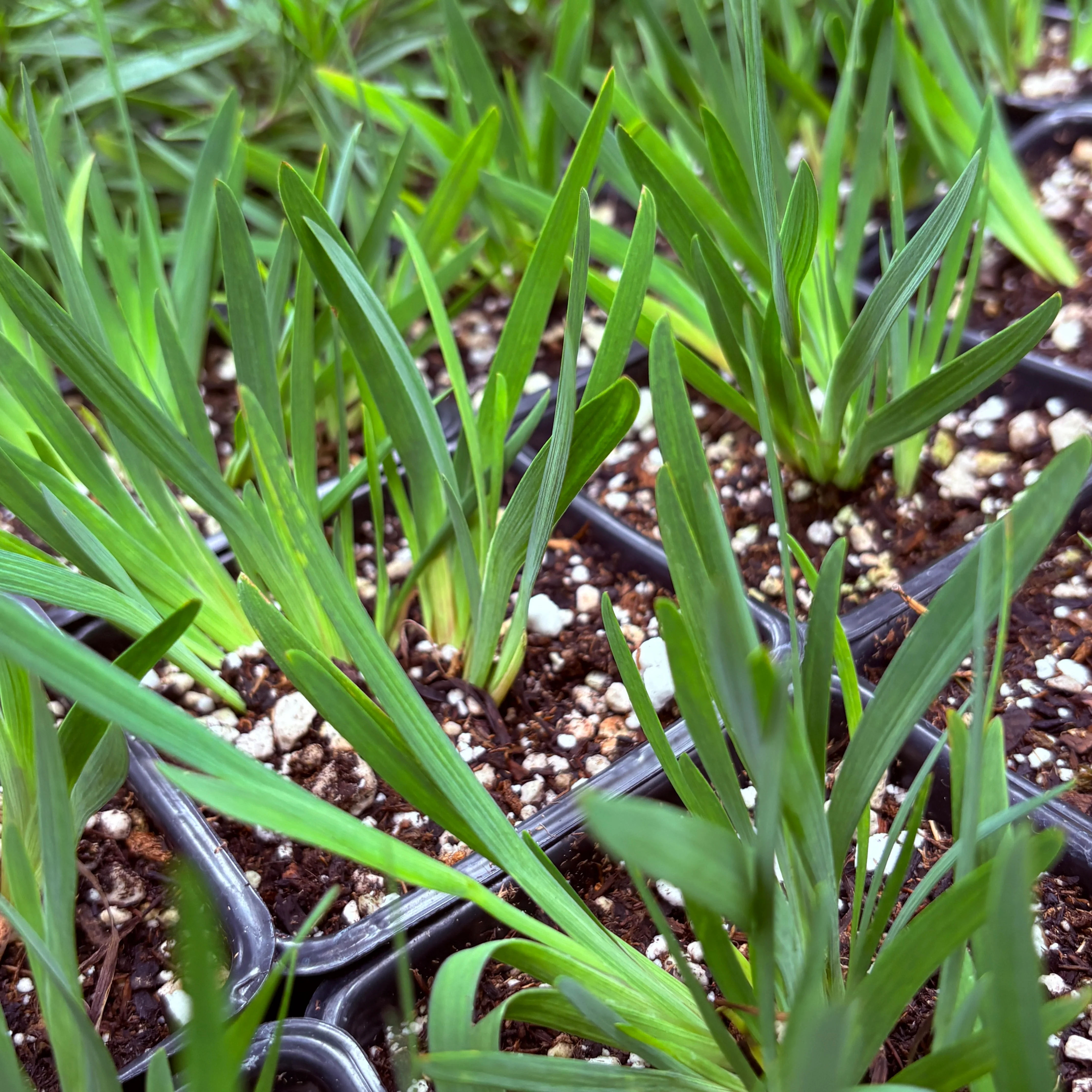 *RETAIL - Sisyrinchium bellum 'Rocky Point'