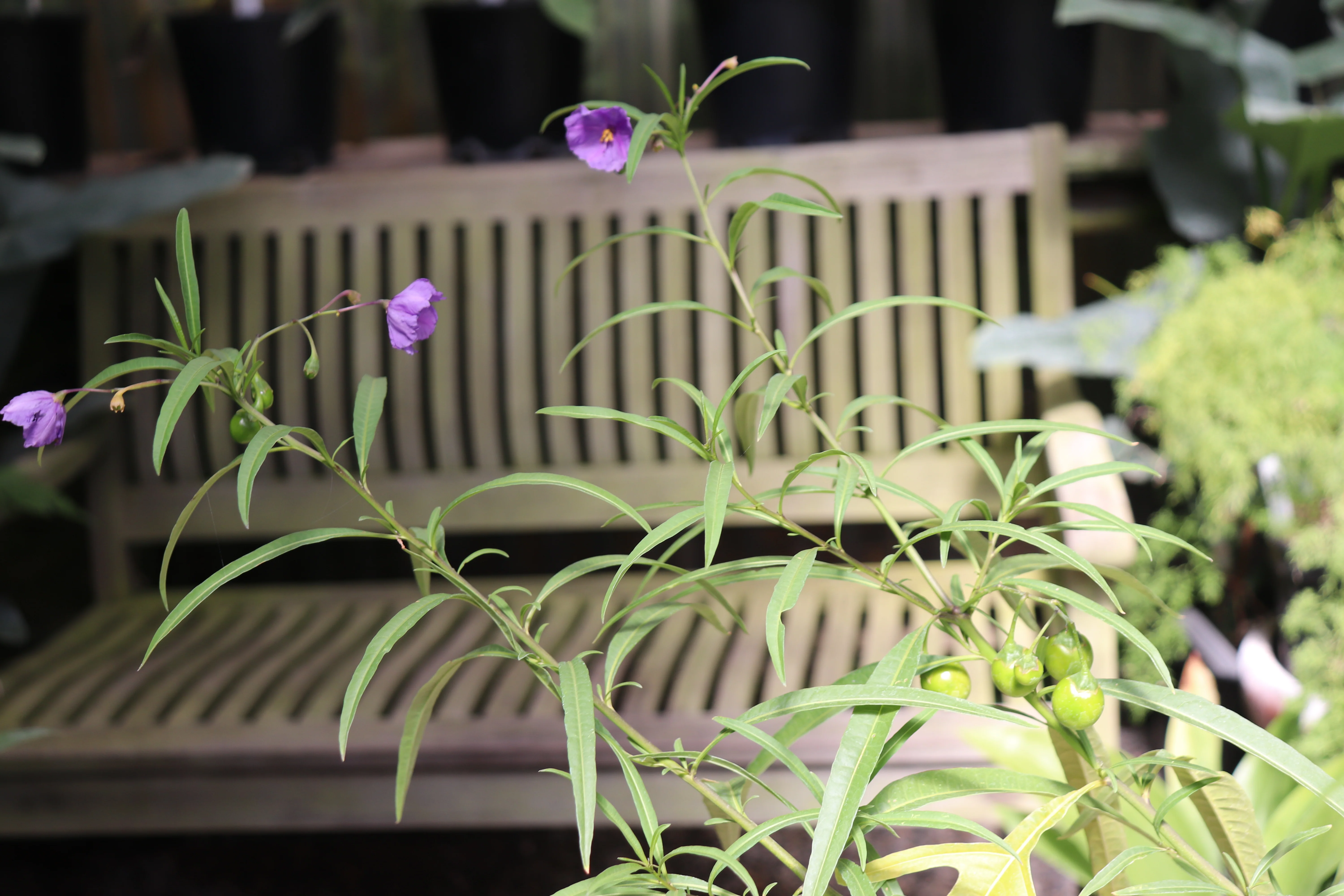 *RETAIL - Solanum linearifolium [selected hardier strain] - Image 2