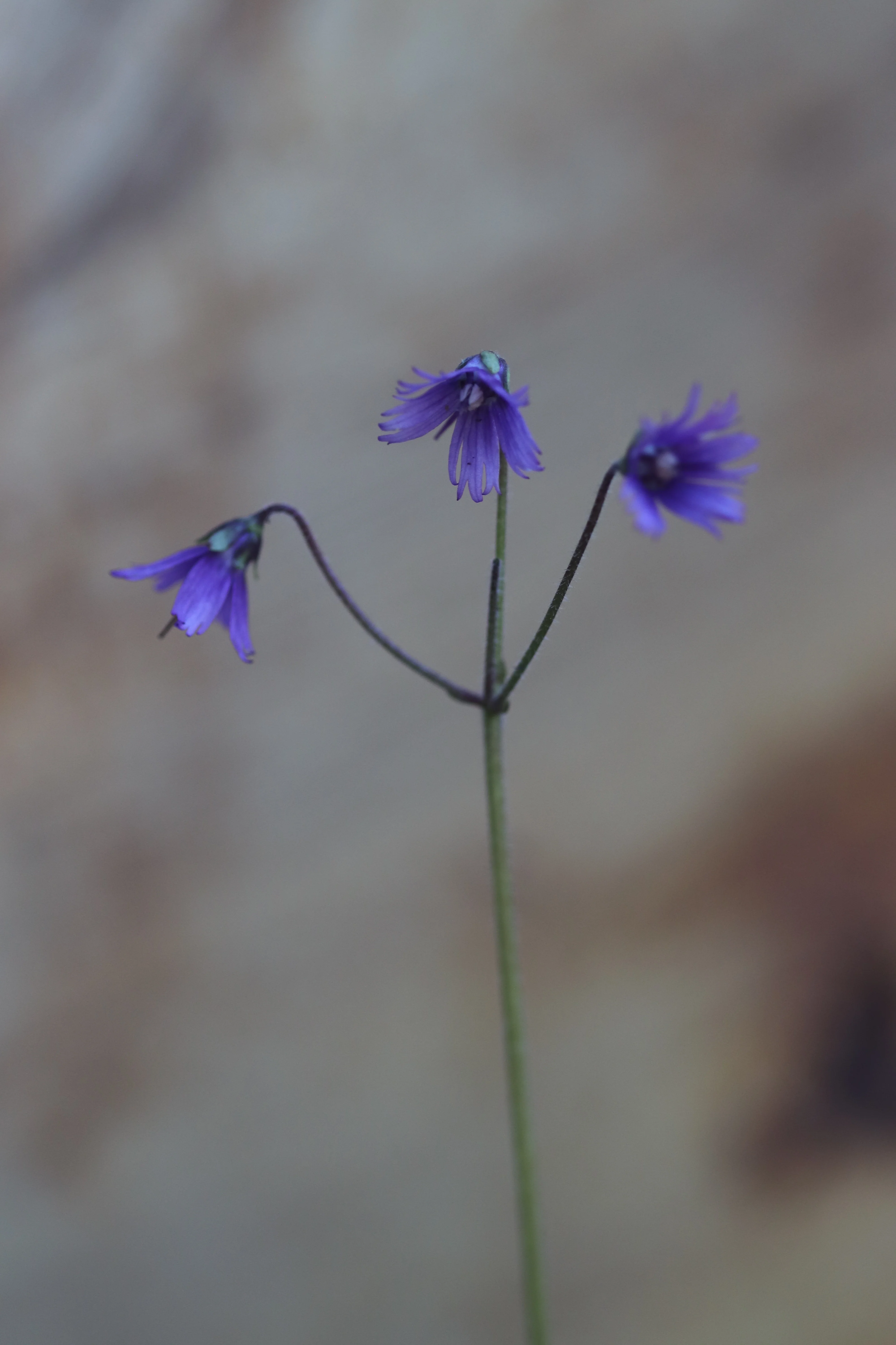 *RETAIL - Soldanella villosa
