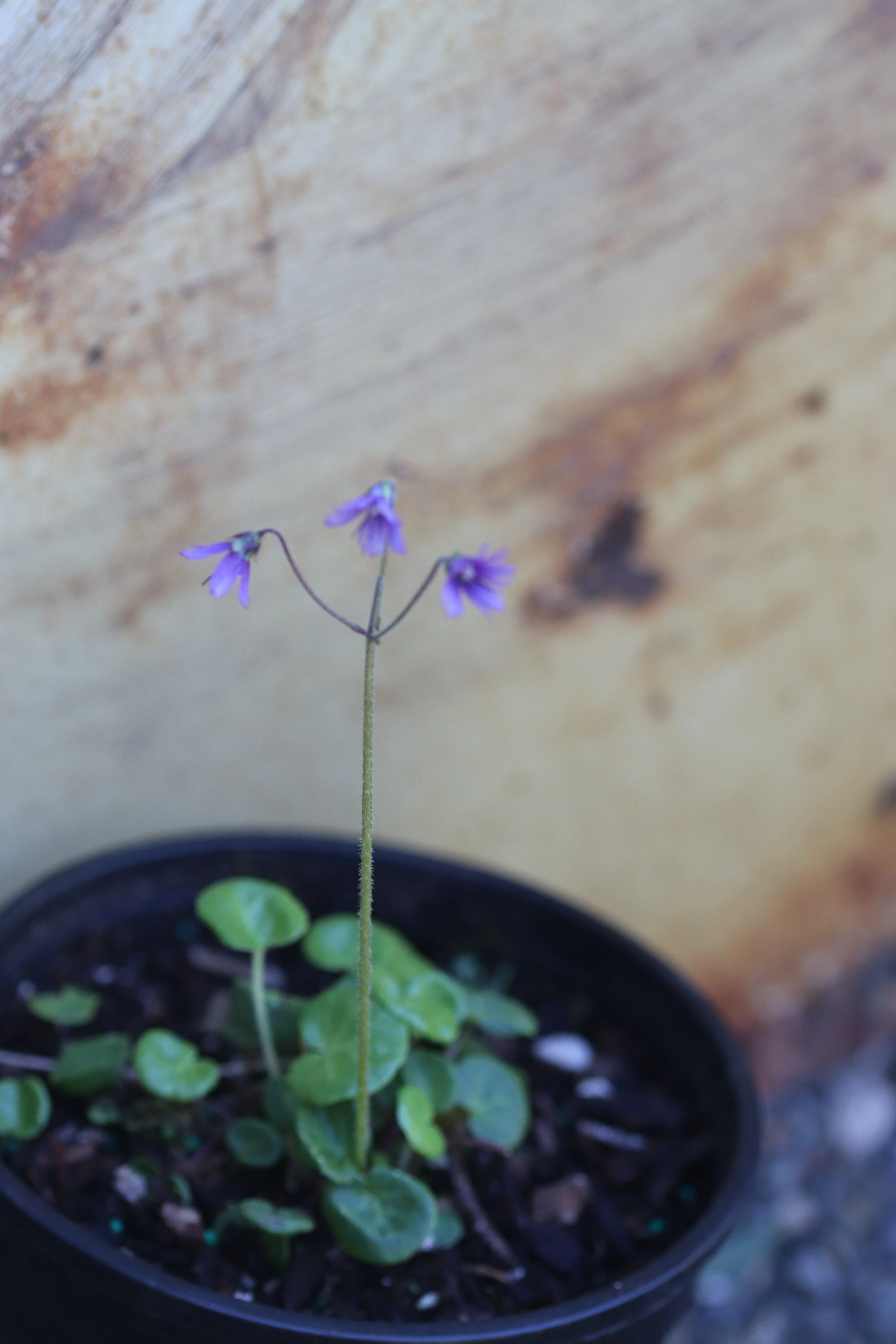 *RETAIL - Soldanella villosa - Image 2