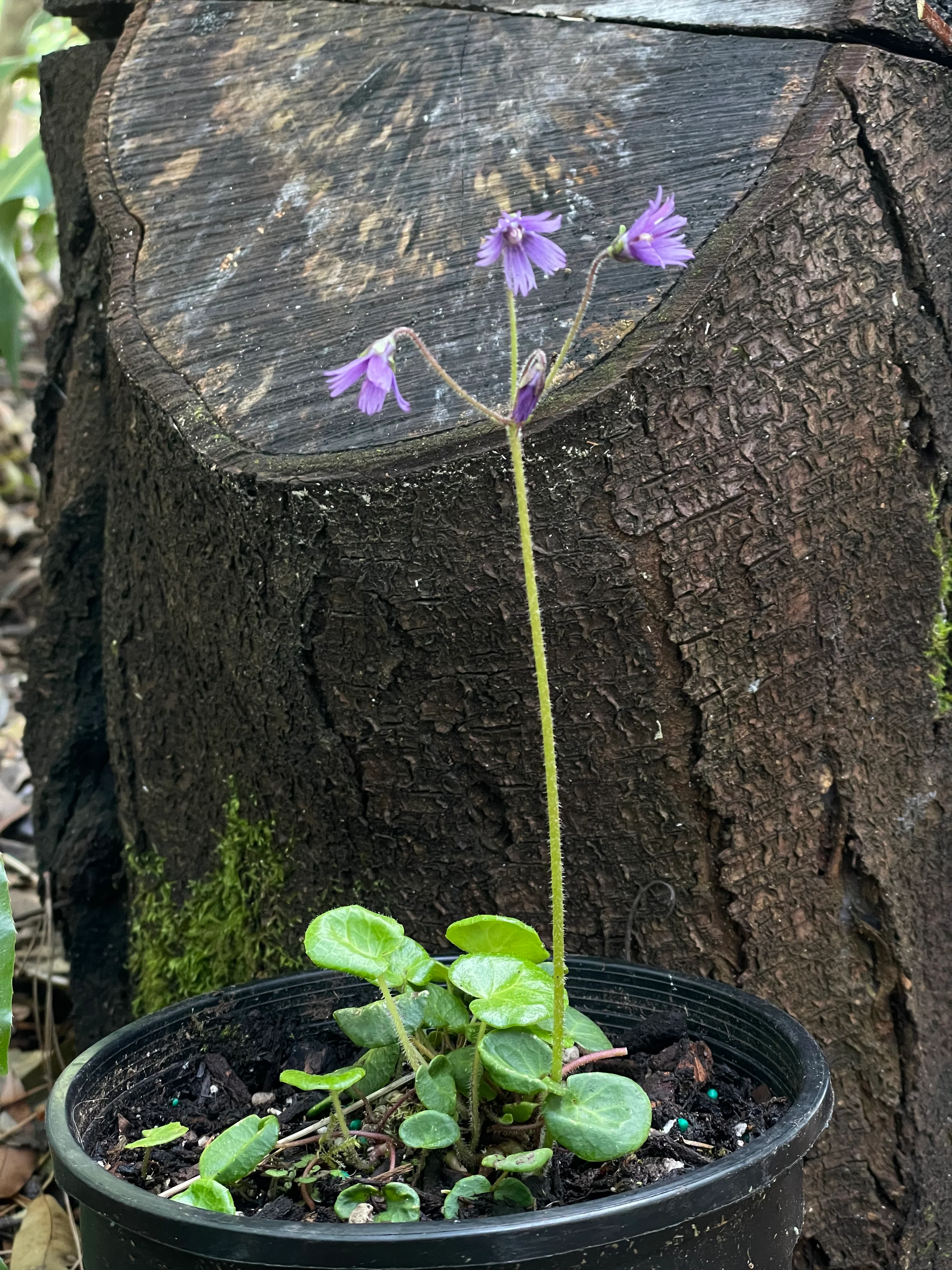 *RETAIL - Soldanella villosa - Image 3